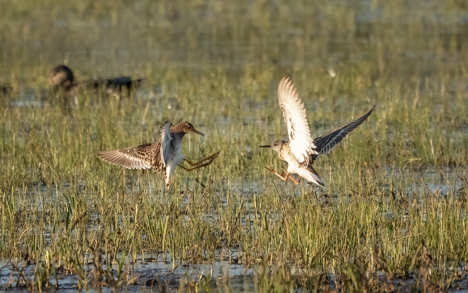 Birds photograph — Kemphaan/Ruff — naturephotography.art