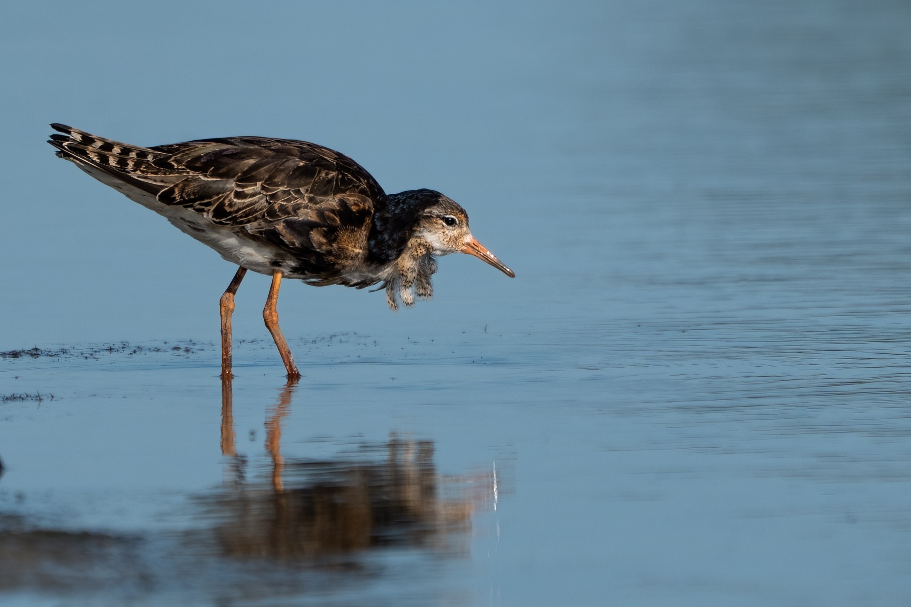 Birds photograph — Kemphaan/Ruff — naturephotography.art