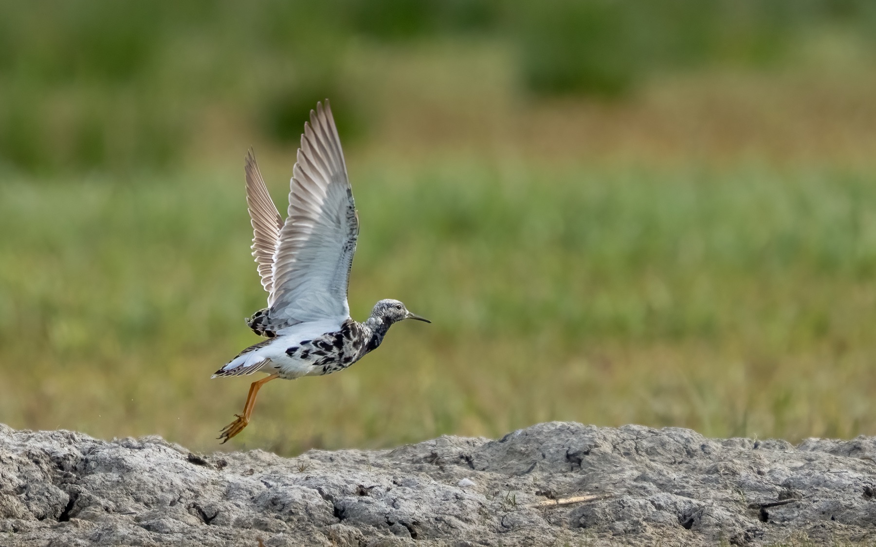 Birds photograph — Kemphaan/Ruff — naturephotography.art