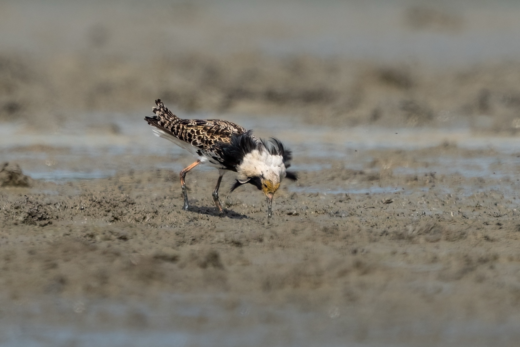 Birds photograph — Kemphaan/Ruff — naturephotography.art