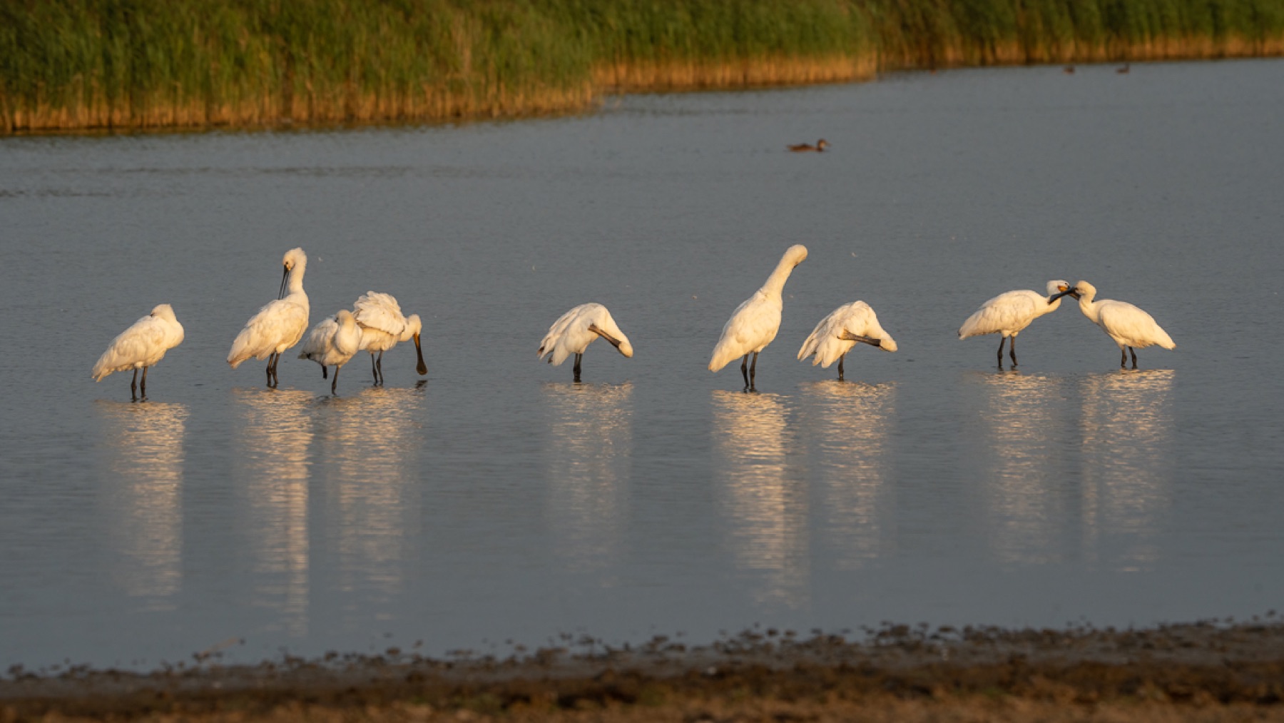 Birds photograph — Lepelaar/Spoonbills — naturephotography.art