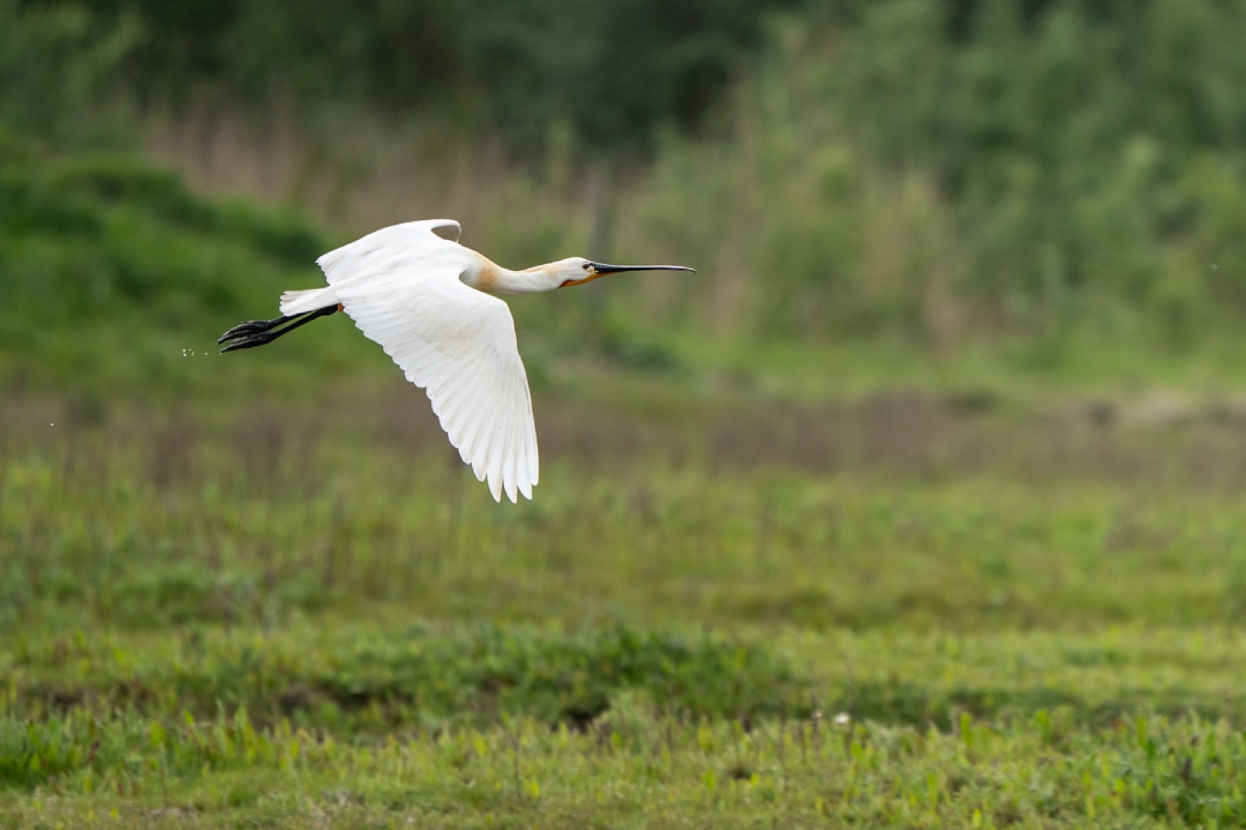 Birds photograph — Lepelaar/Spoonbills — naturephotography.art