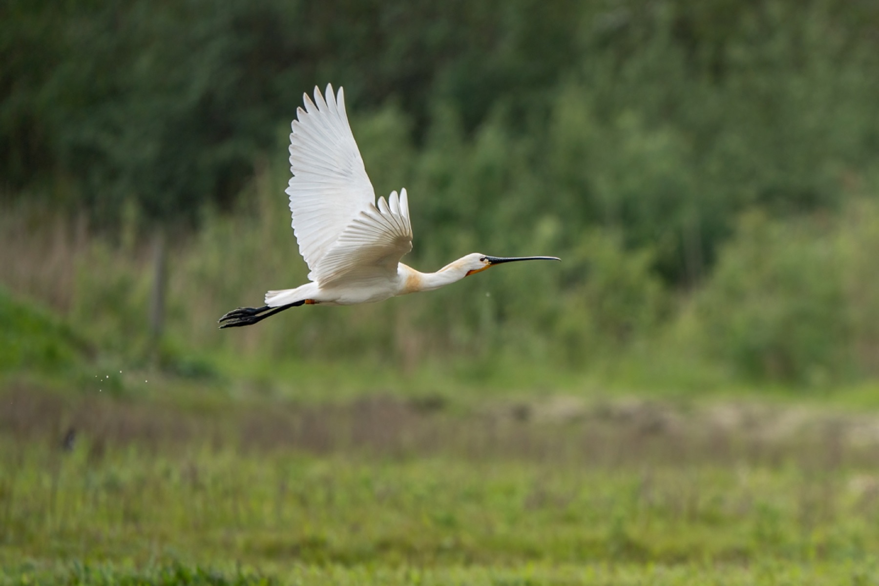 Birds photograph — Lepelaar/Spoonbills — naturephotography.art