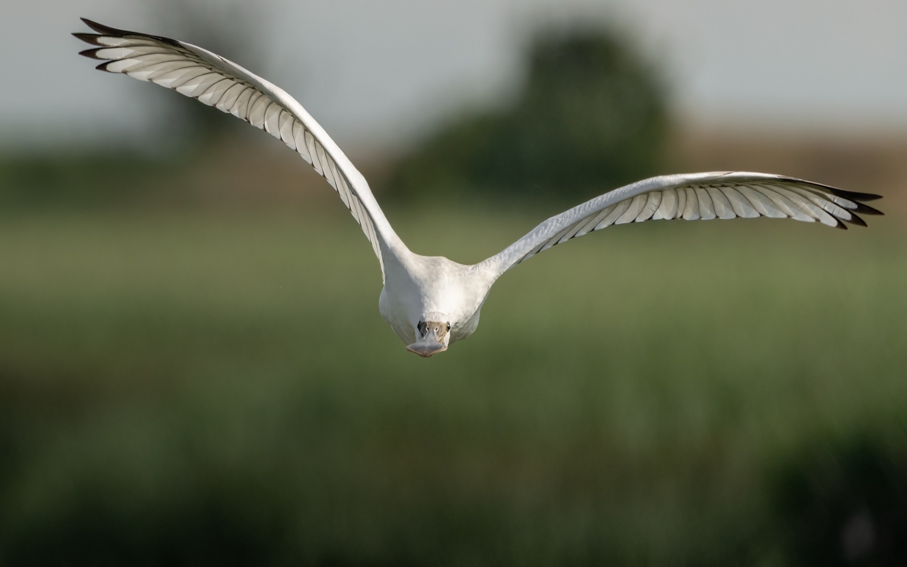Birds photograph — Lepelaar/Spoonbills — naturephotography.art