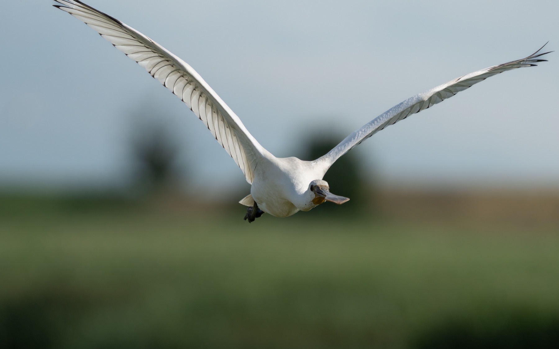 Birds photograph — Lepelaar/Spoonbills — naturephotography.art