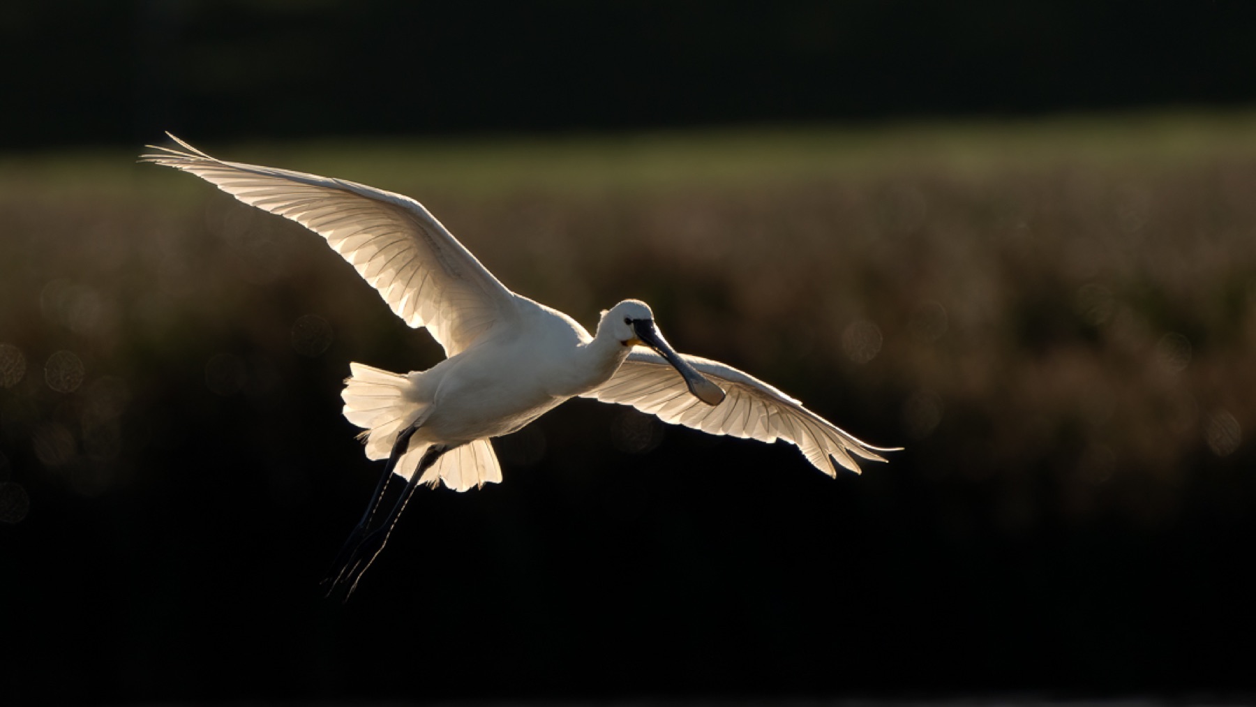 Birds photograph — Lepelaar/Spoonbills — naturephotography.art