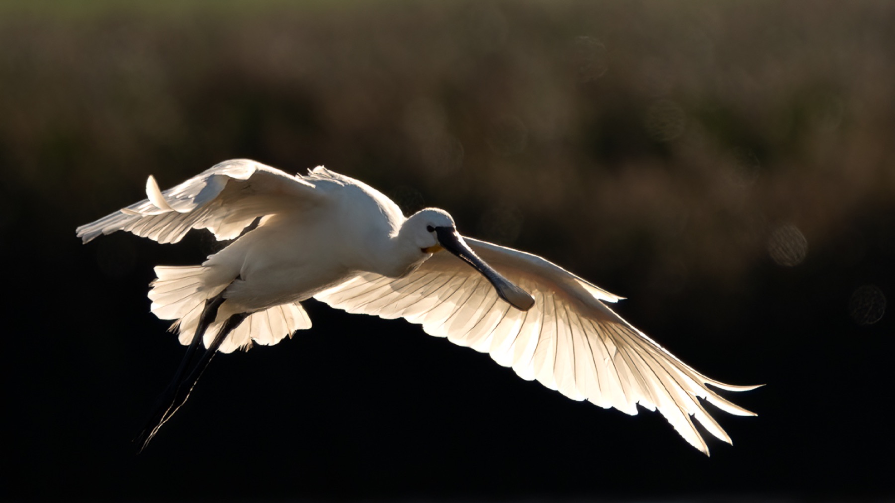 Birds photograph — Lepelaar/Spoonbills — naturephotography.art
