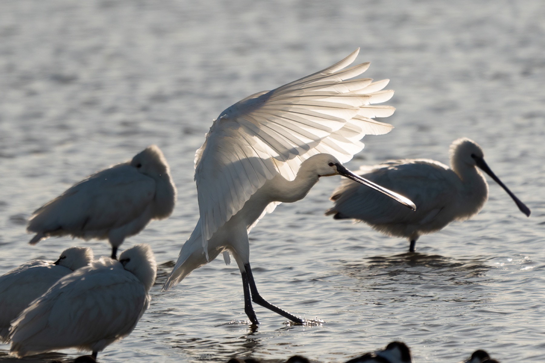 Birds photograph — Lepelaar/Spoonbills — naturephotography.art