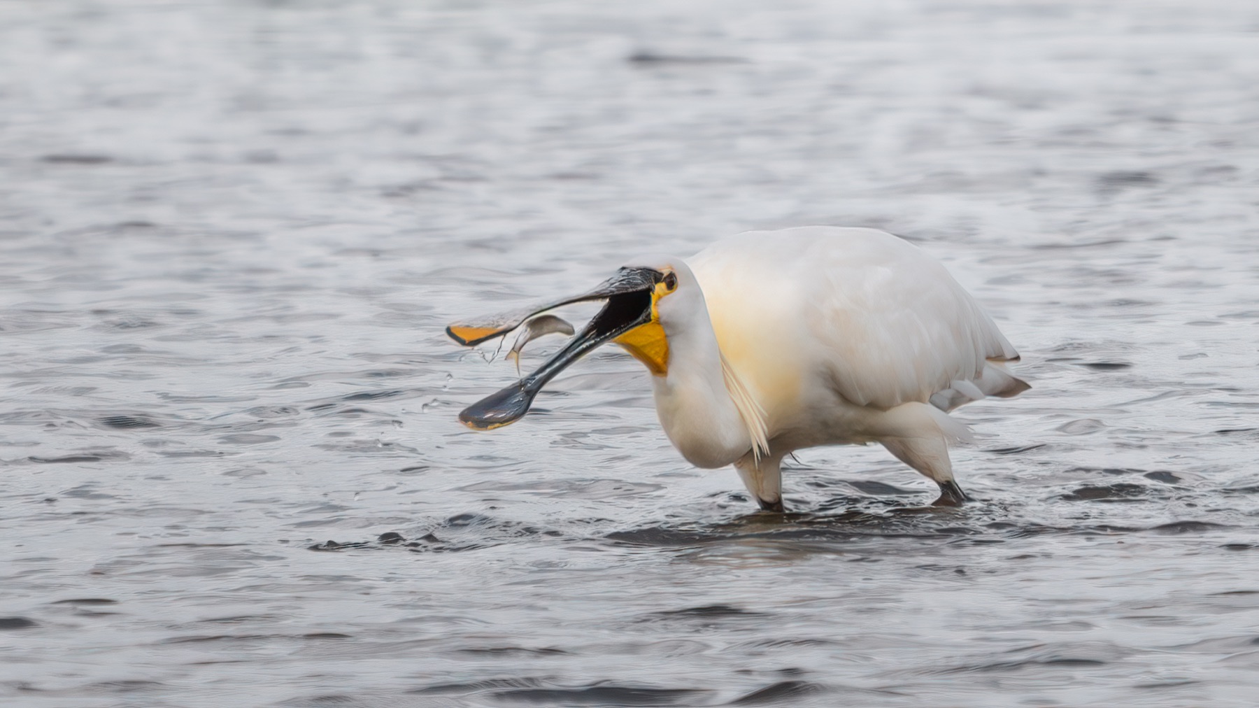 Birds photograph — Lepelaar/Spoonbills — naturephotography.art