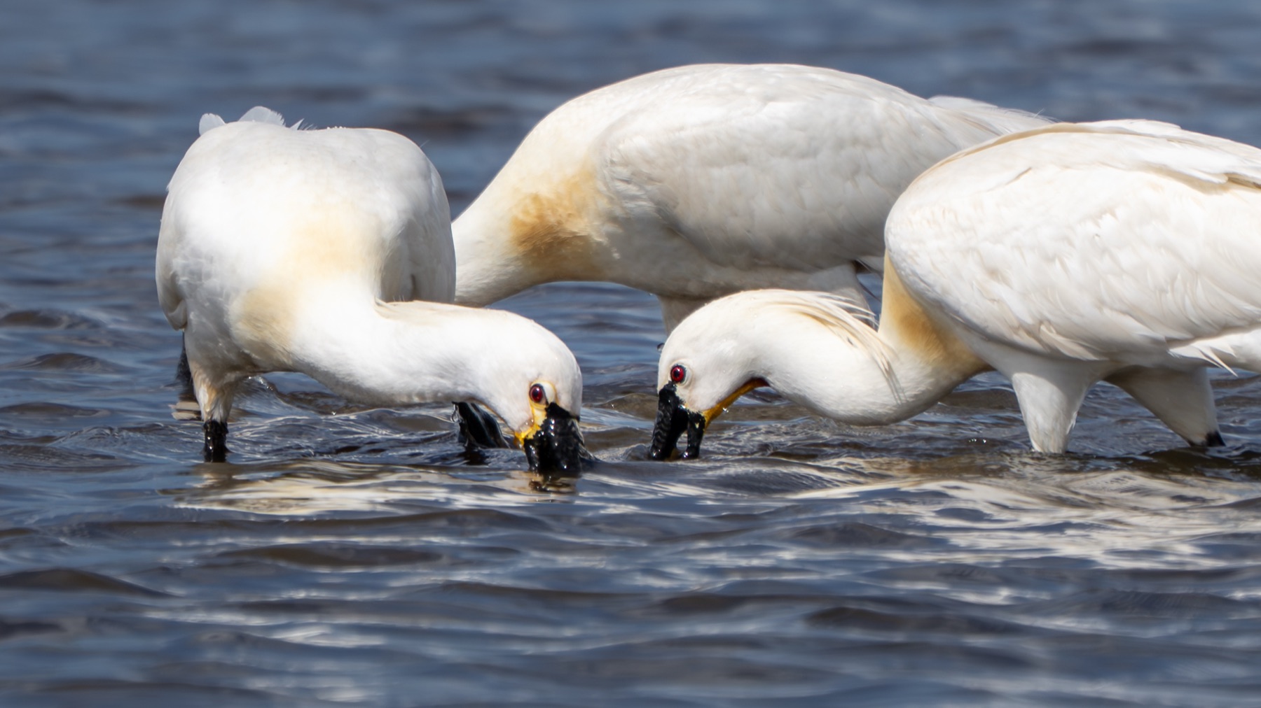 Birds photograph — Lepelaar/Spoonbills — naturephotography.art