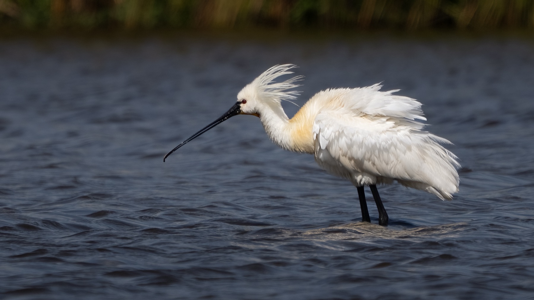 Birds photograph — Lepelaar/Spoonbills — naturephotography.art