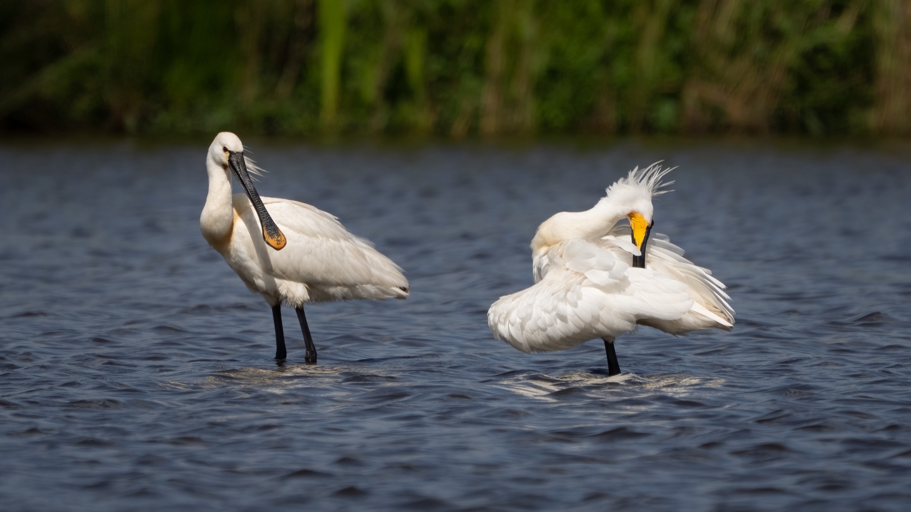 Birds photograph — Lepelaar/Spoonbills — naturephotography.art