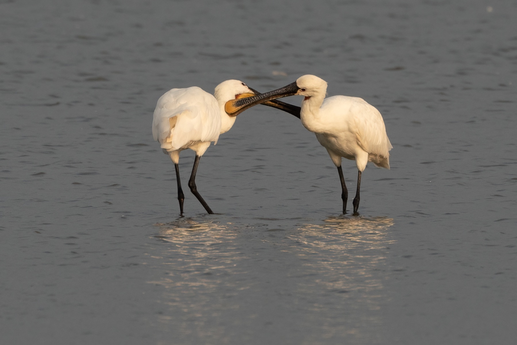 Birds photograph — Lepelaar/Spoonbills — naturephotography.art