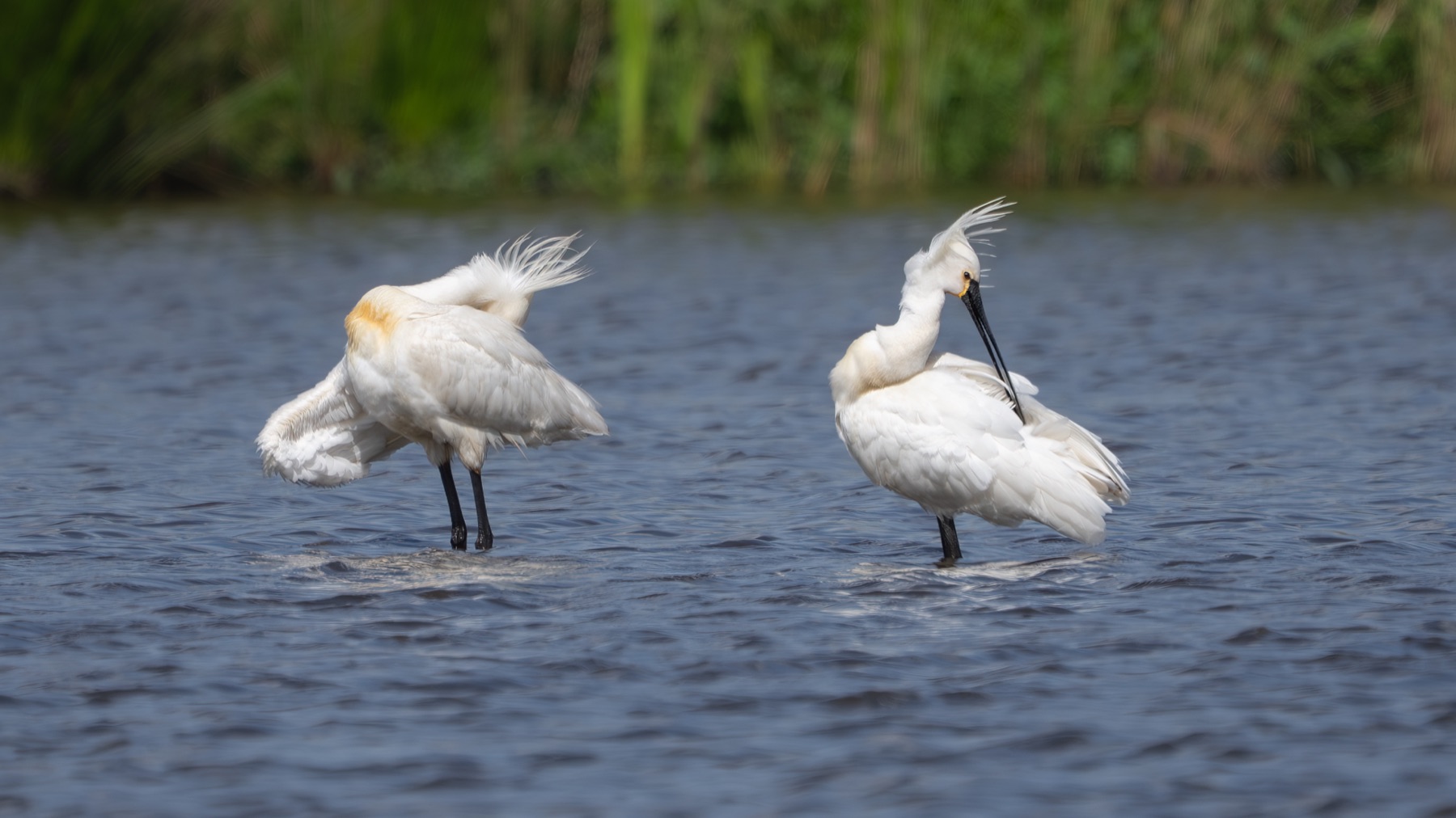 Birds photograph — Lepelaar/Spoonbills — naturephotography.art