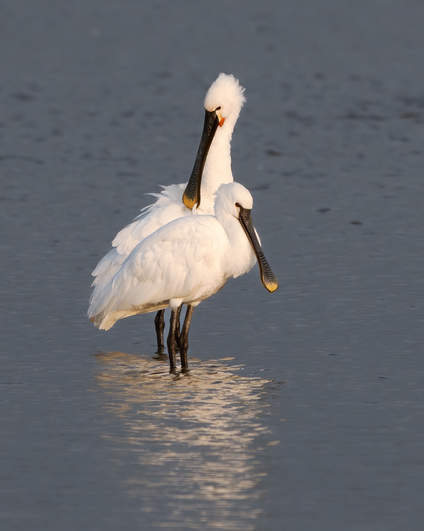 Birds photograph — Lepelaar/Spoonbills — naturephotography.art