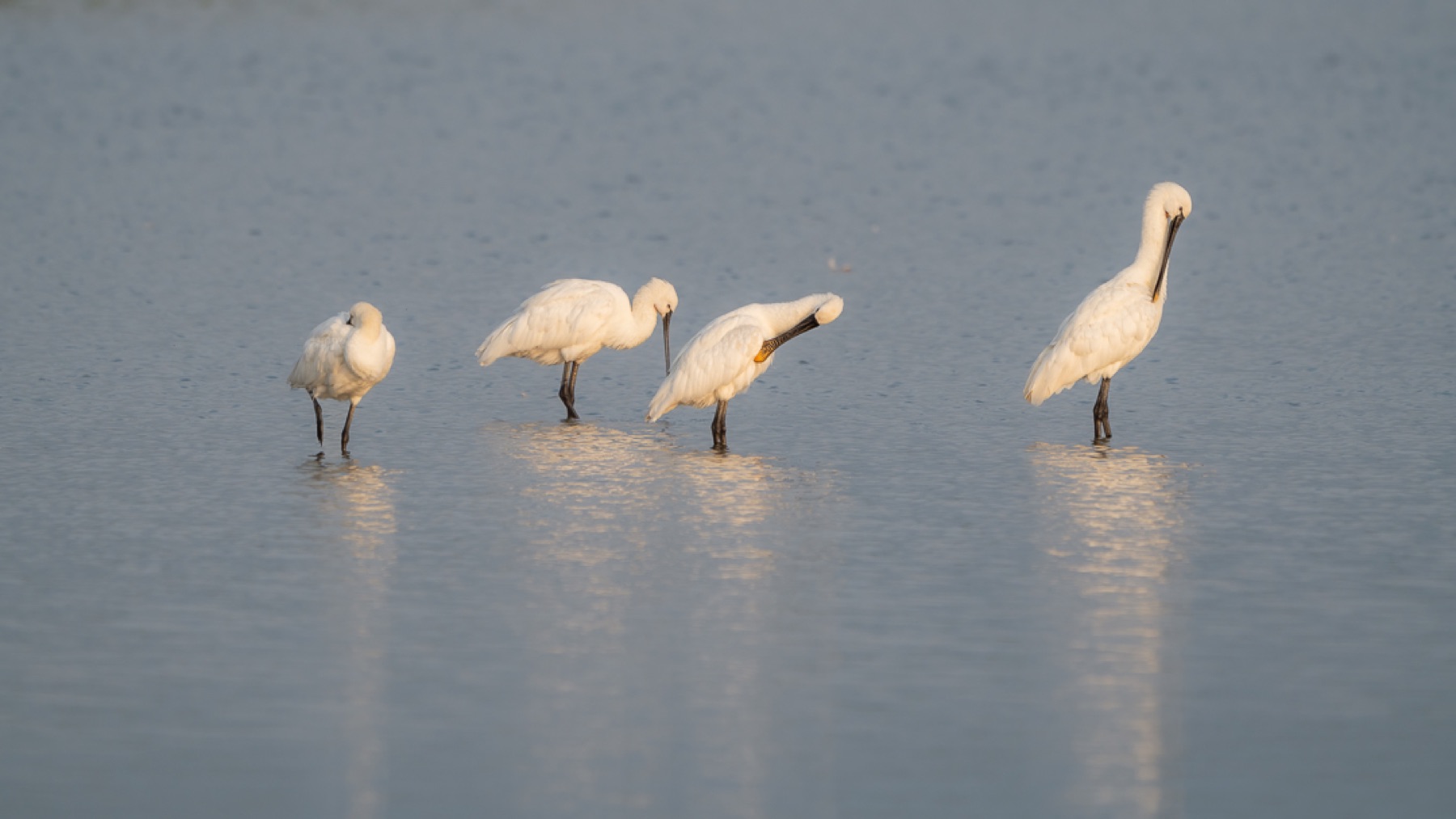 Birds photograph — Lepelaar/Spoonbills — naturephotography.art