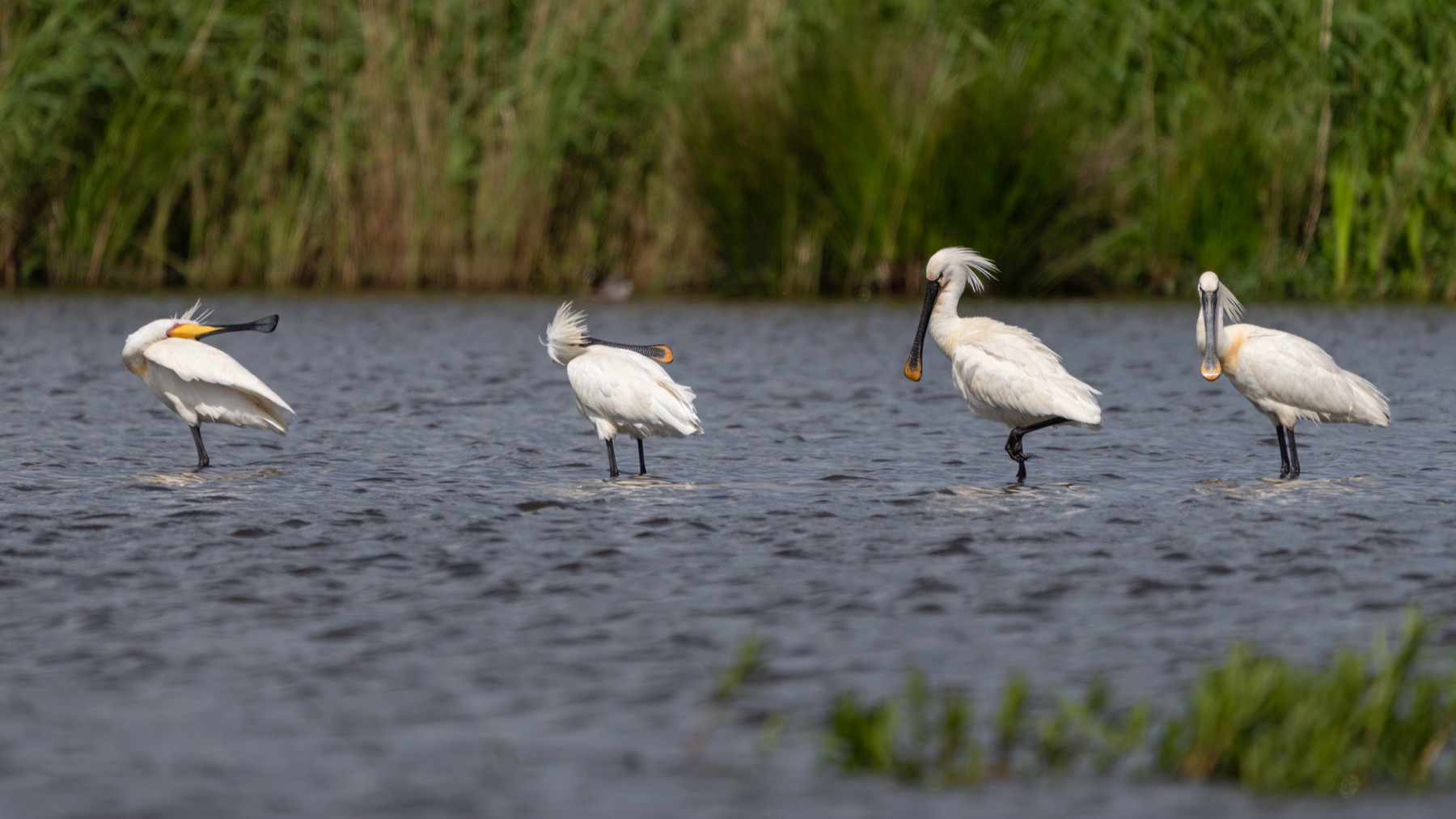 Birds photograph — Lepelaar/Spoonbills — naturephotography.art