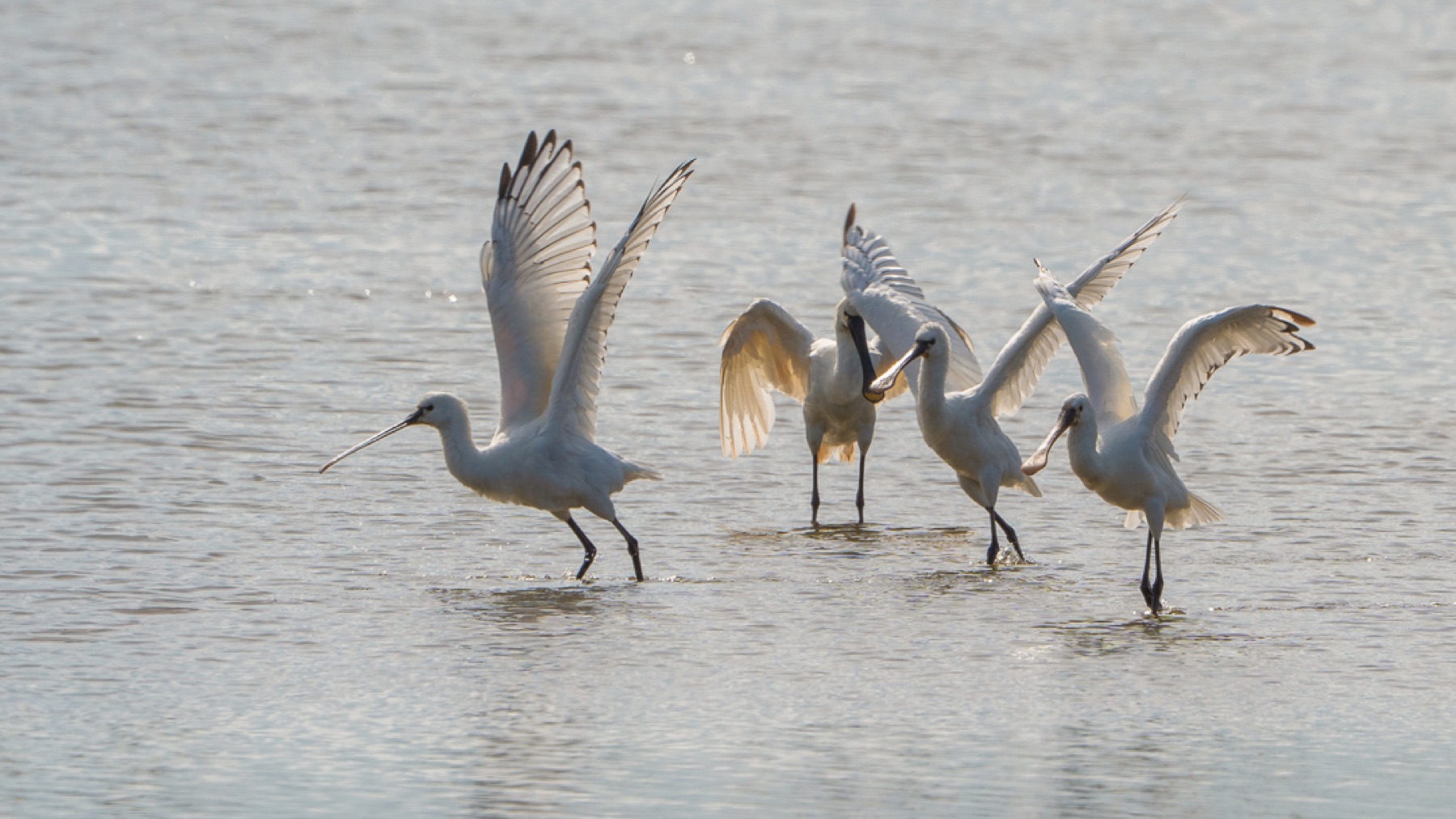 Birds photograph — Lepelaar/Spoonbills — naturephotography.art