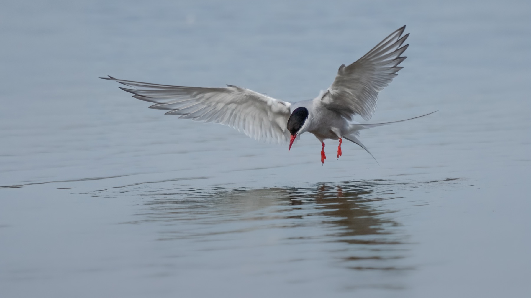 Birds photograph — Noordse stern/Arctic tern — naturephotography.art