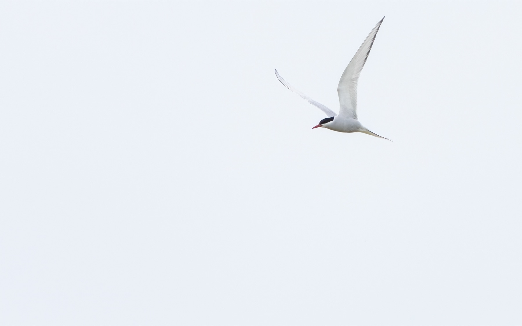 Birds photograph — Noordse stern/Arctic tern — naturephotography.art