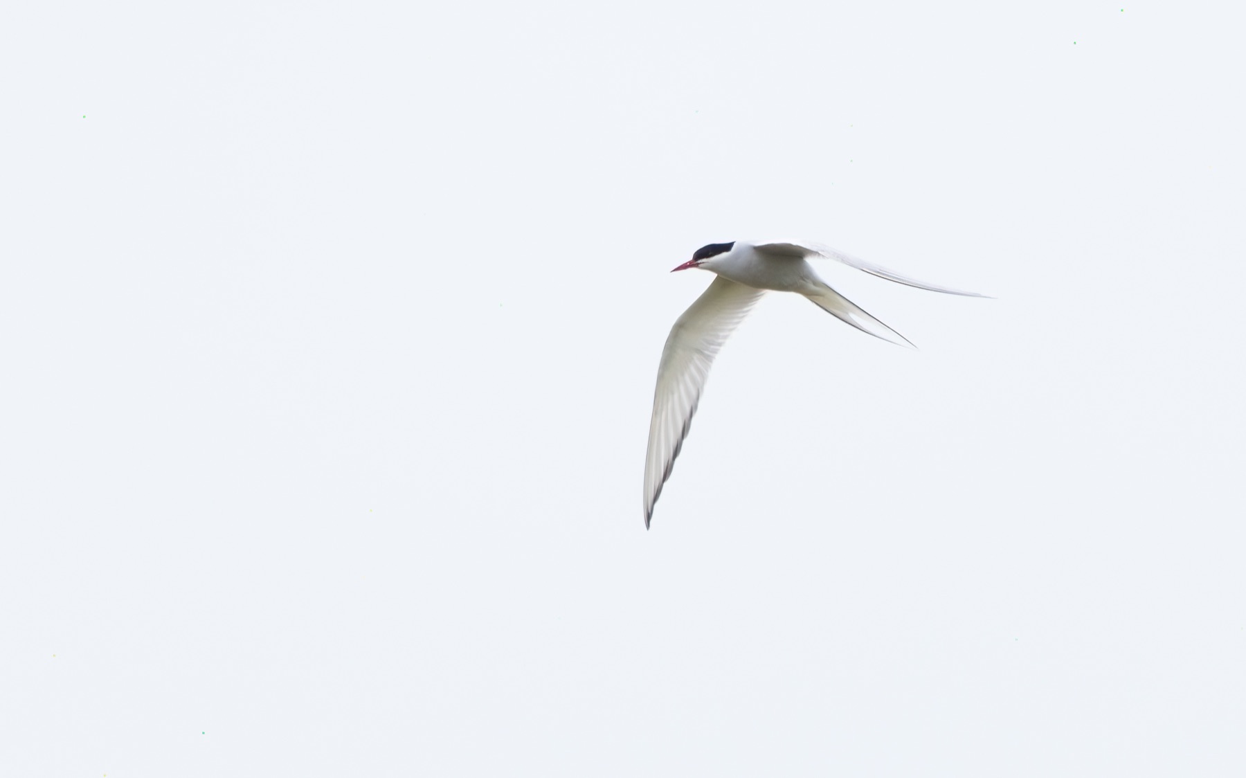 Birds photograph — Noordse stern/Arctic tern — naturephotography.art