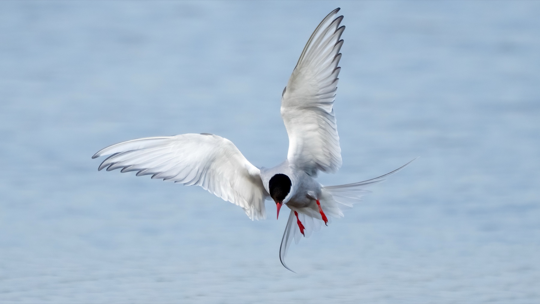 Birds photograph — Noordse stern/Arctic tern — naturephotography.art