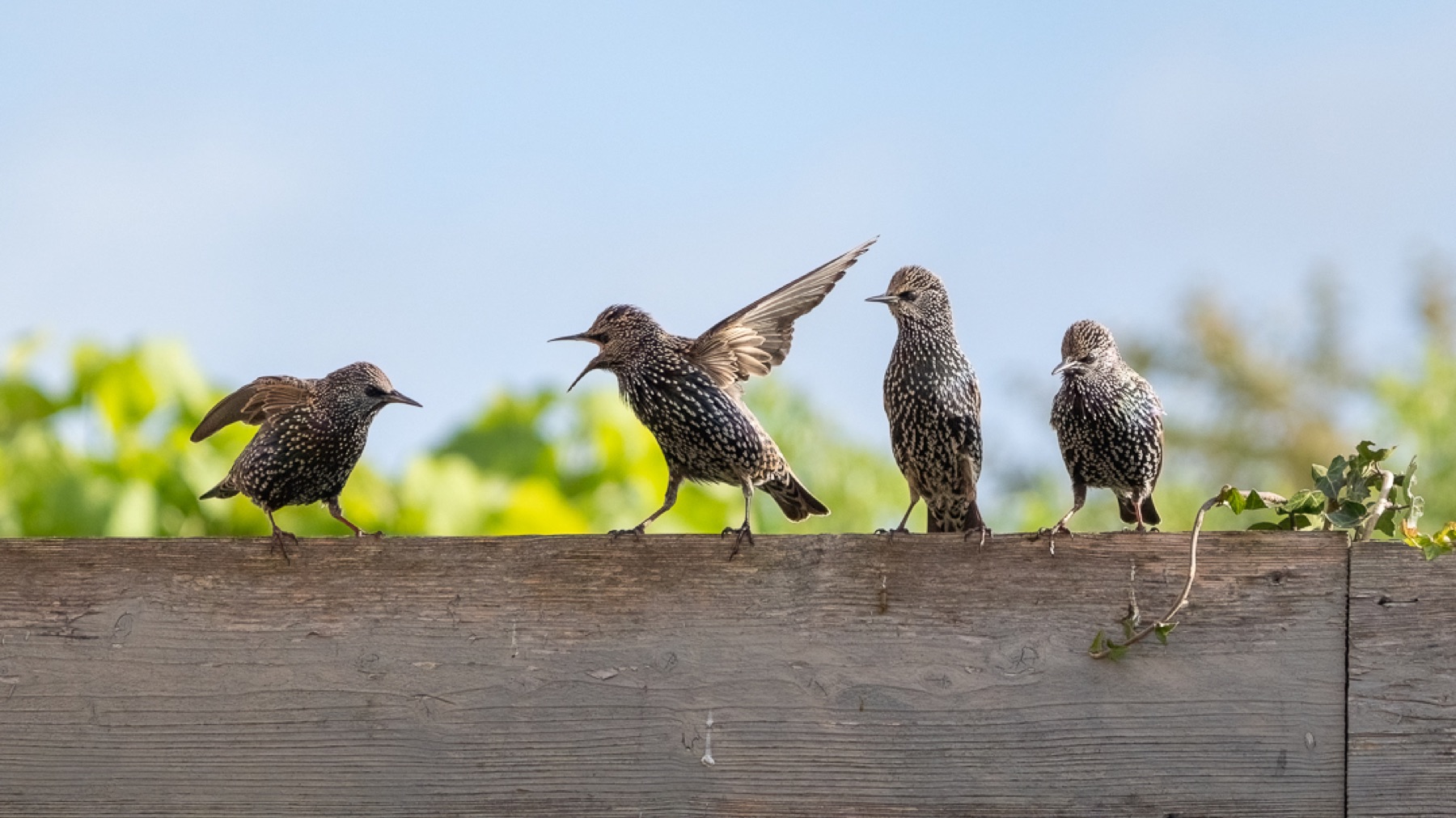 Birds photograph — Spreeuwen/Starlings — naturephotography.art