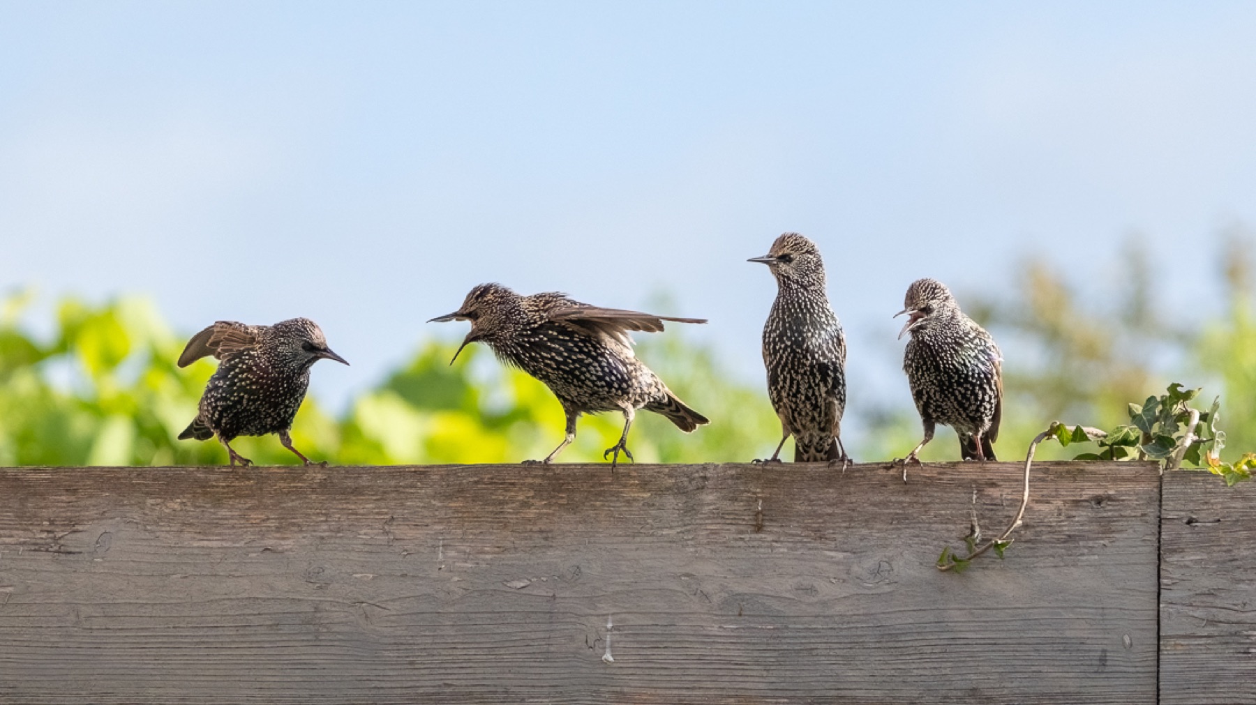 Birds photograph — Spreeuwen/Starlings — naturephotography.art