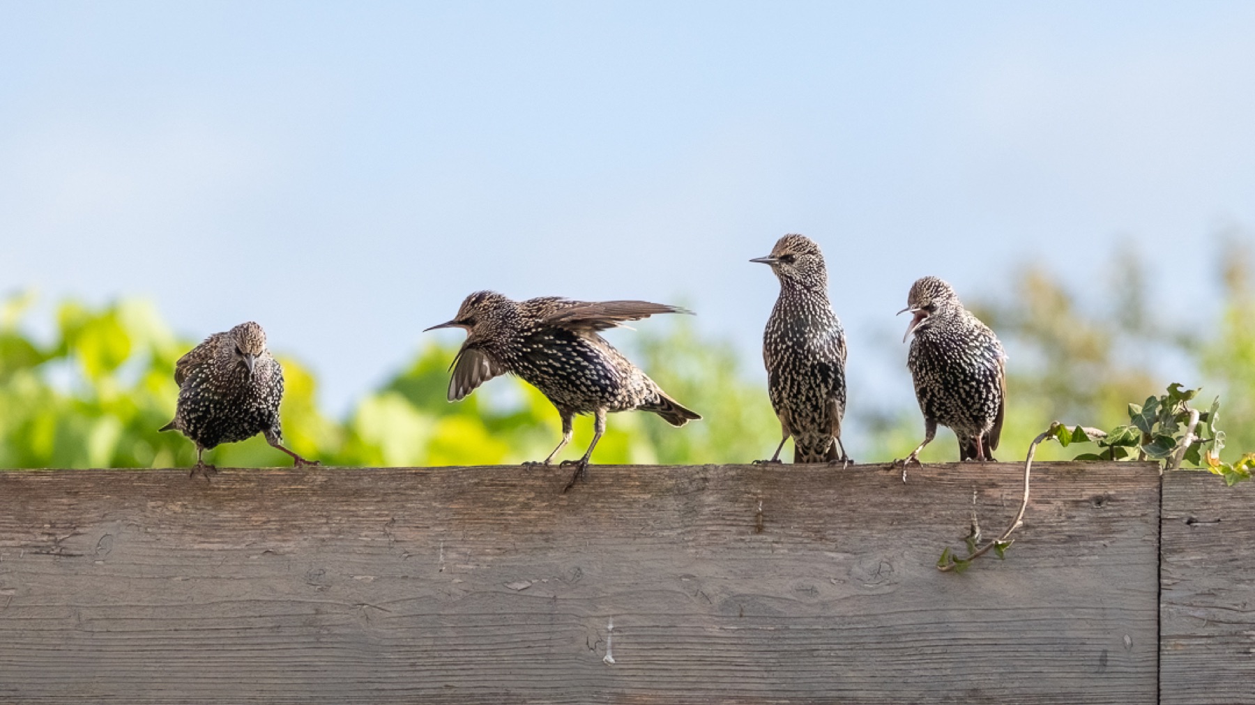 Birds photograph — Spreeuwen/Starlings — naturephotography.art