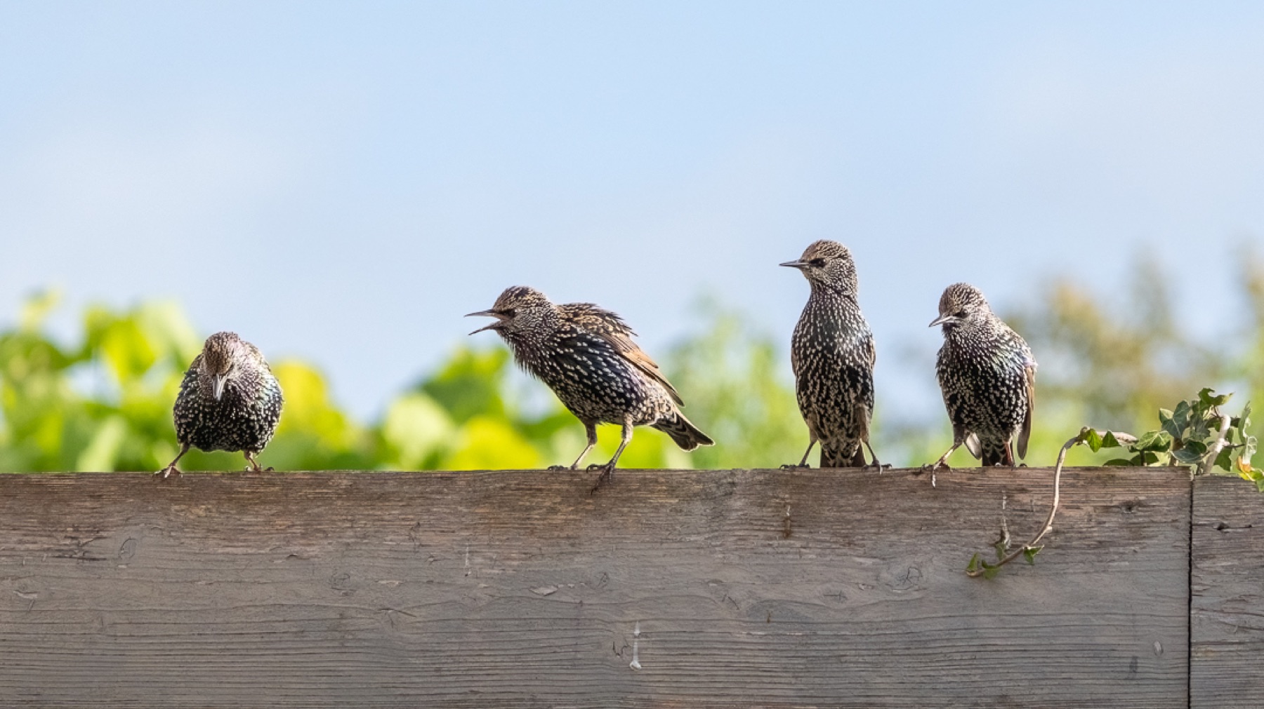 Birds photograph — Spreeuwen/Starlings — naturephotography.art