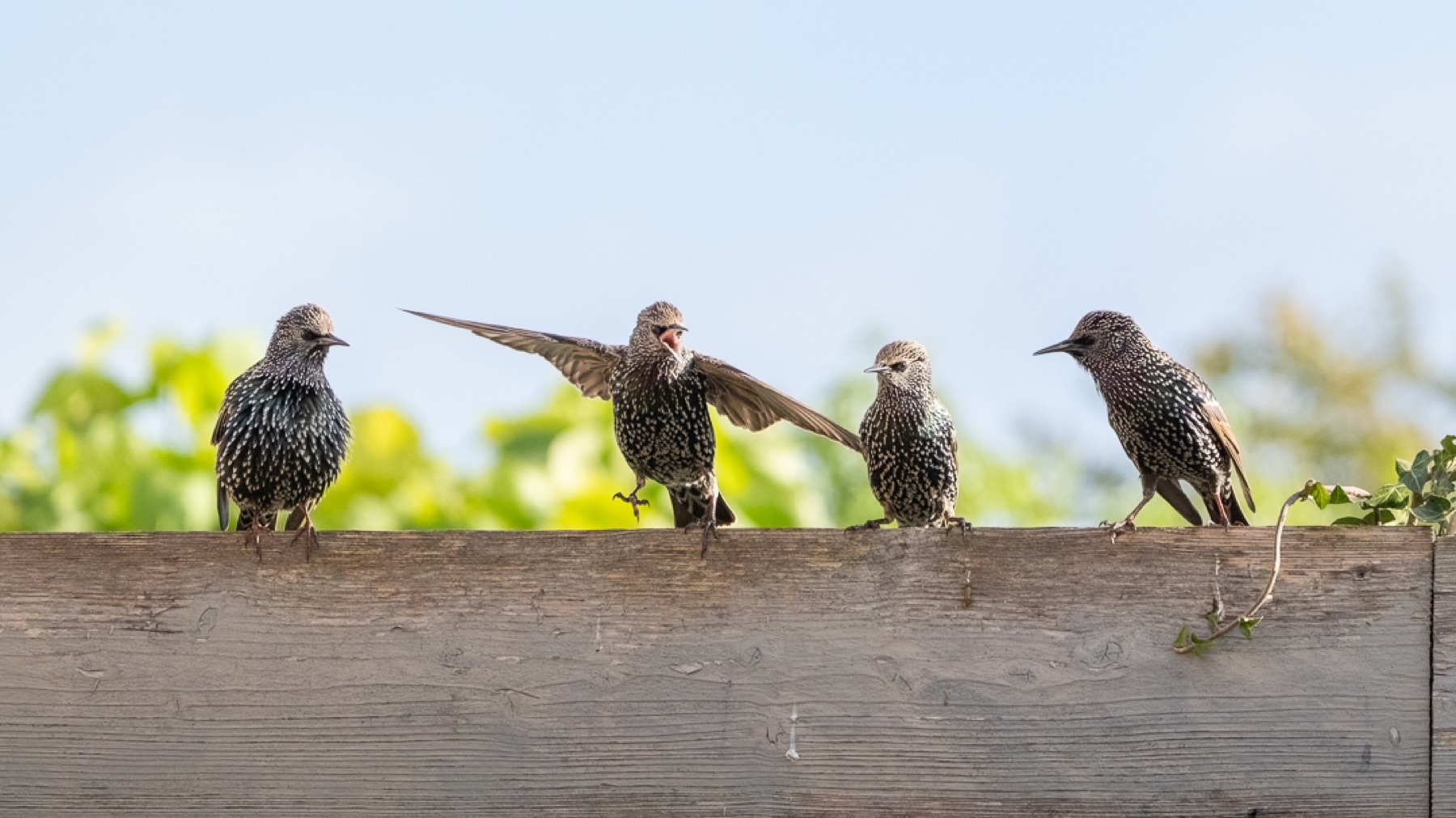 Birds photograph — Spreeuwen/Starlings — naturephotography.art