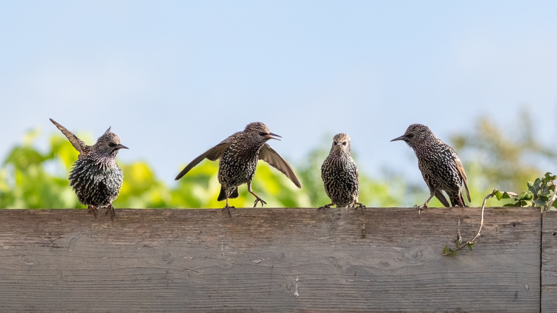 Birds photograph — Spreeuwen/Starlings — naturephotography.art