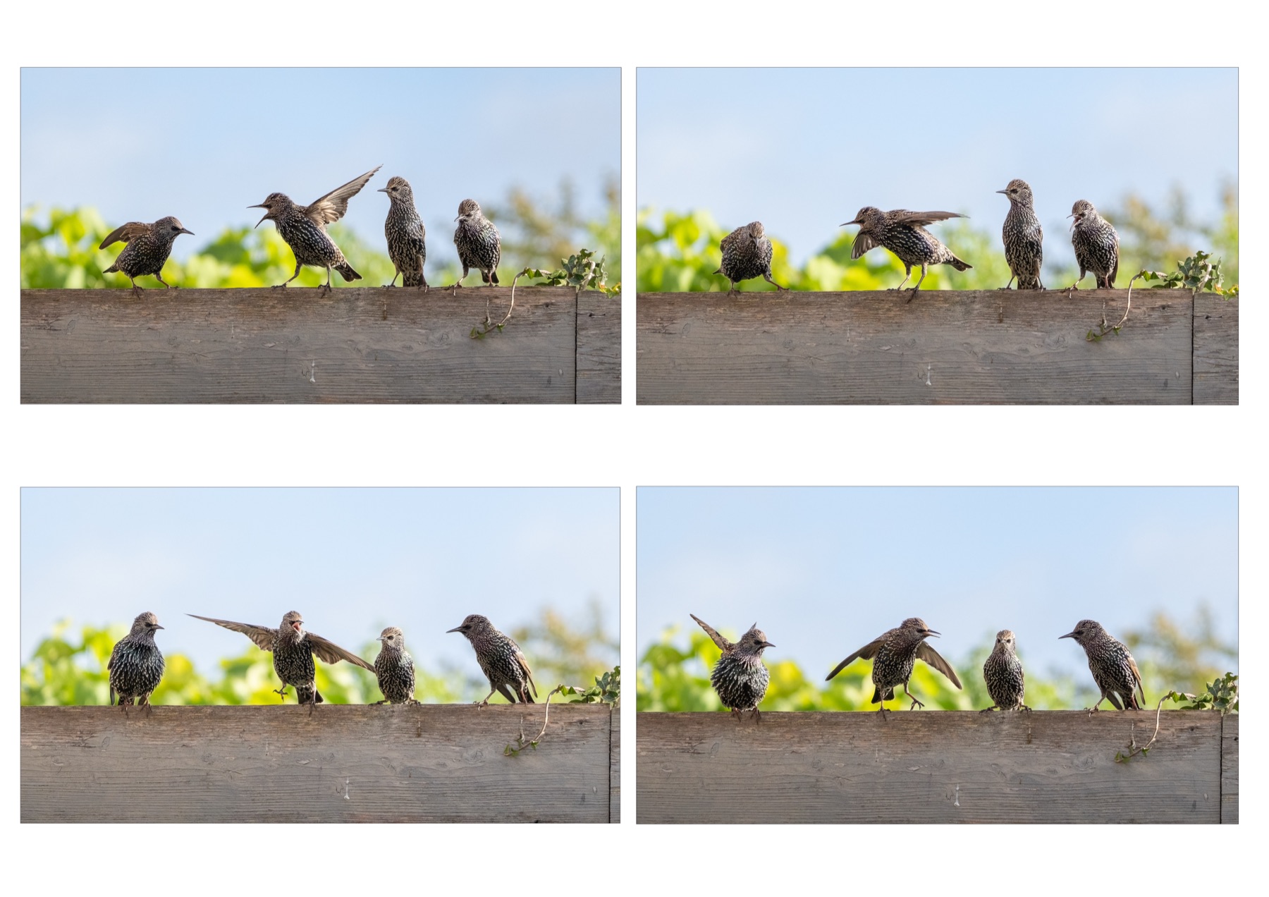 Birds photograph — Spreeuwen/Starlings — naturephotography.art