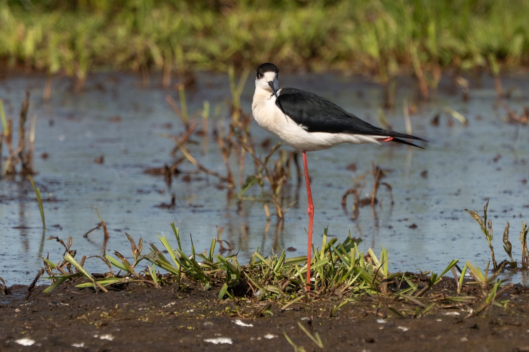 Birds photograph — Steltkluut - Black Winged Stilt — naturephotography.art