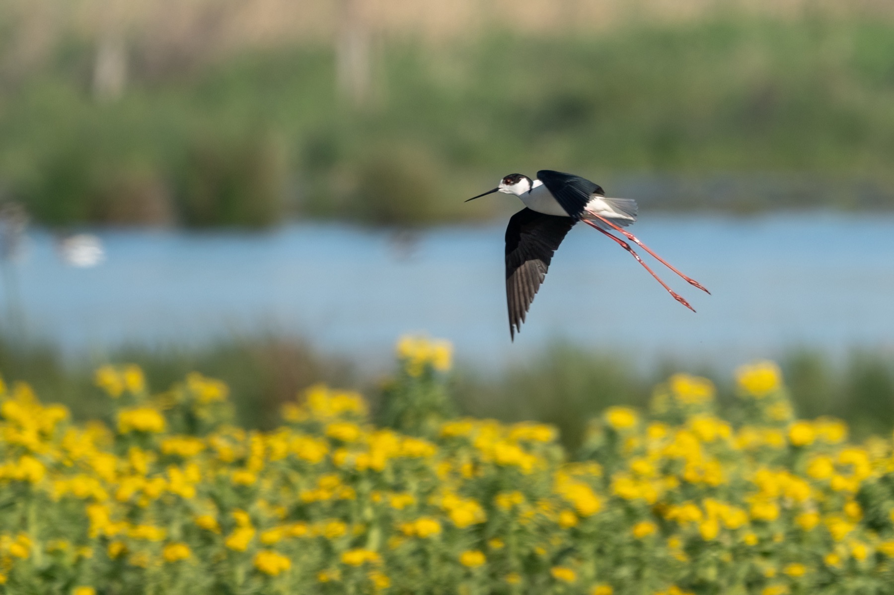 Birds photograph — Steltkluut - Black Winged Stilt — naturephotography.art