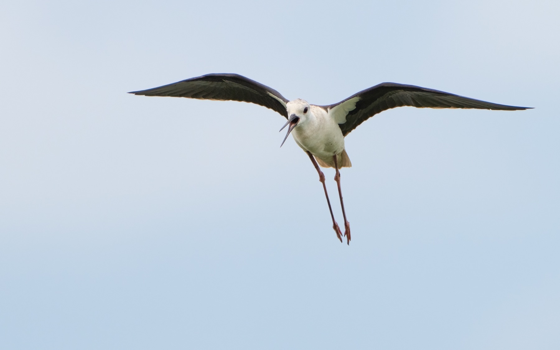 Birds photograph — Steltkluut - Black Winged Stilt — naturephotography.art