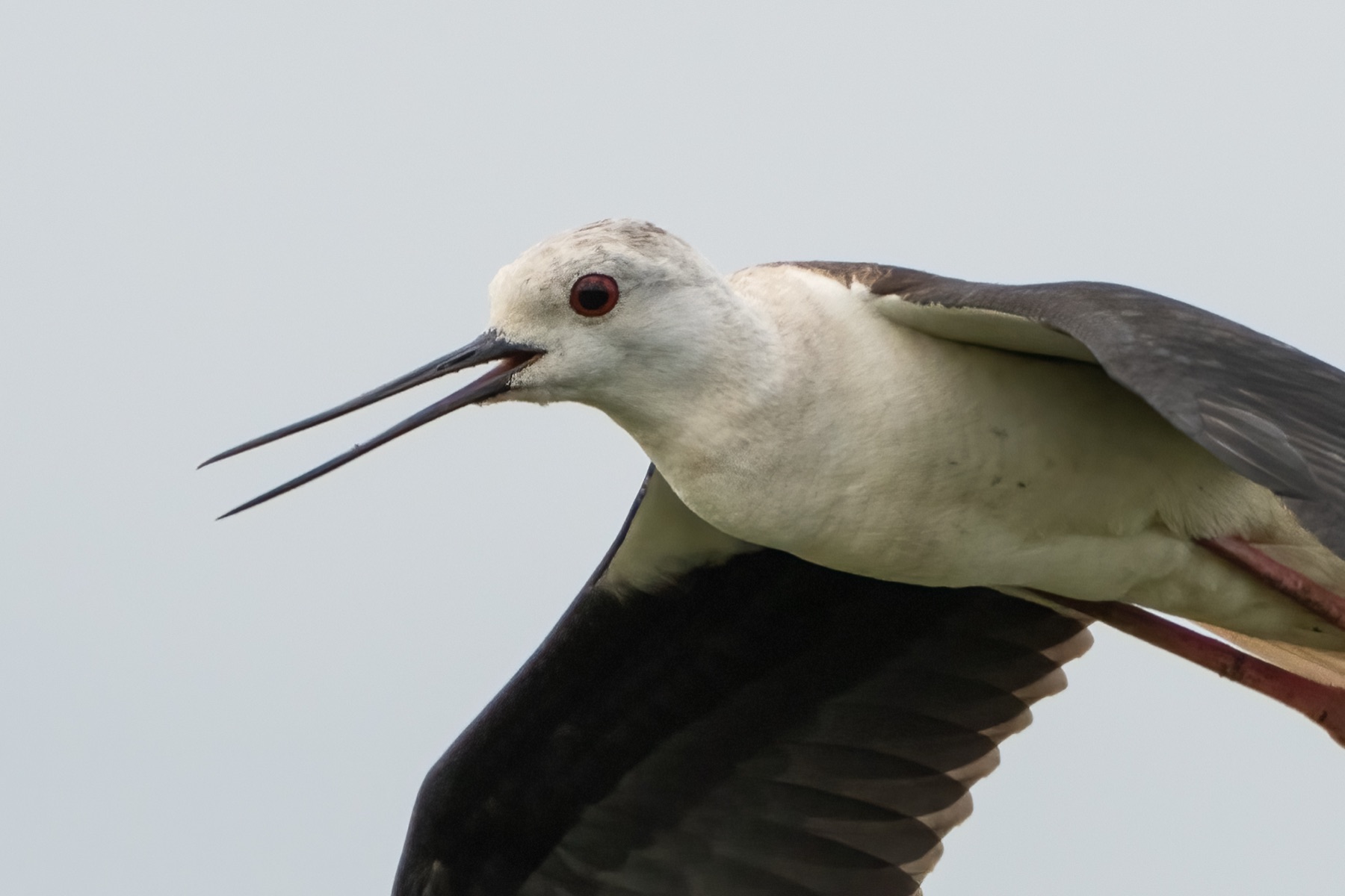 Birds photograph — Steltkluut - Black Winged Stilt — naturephotography.art