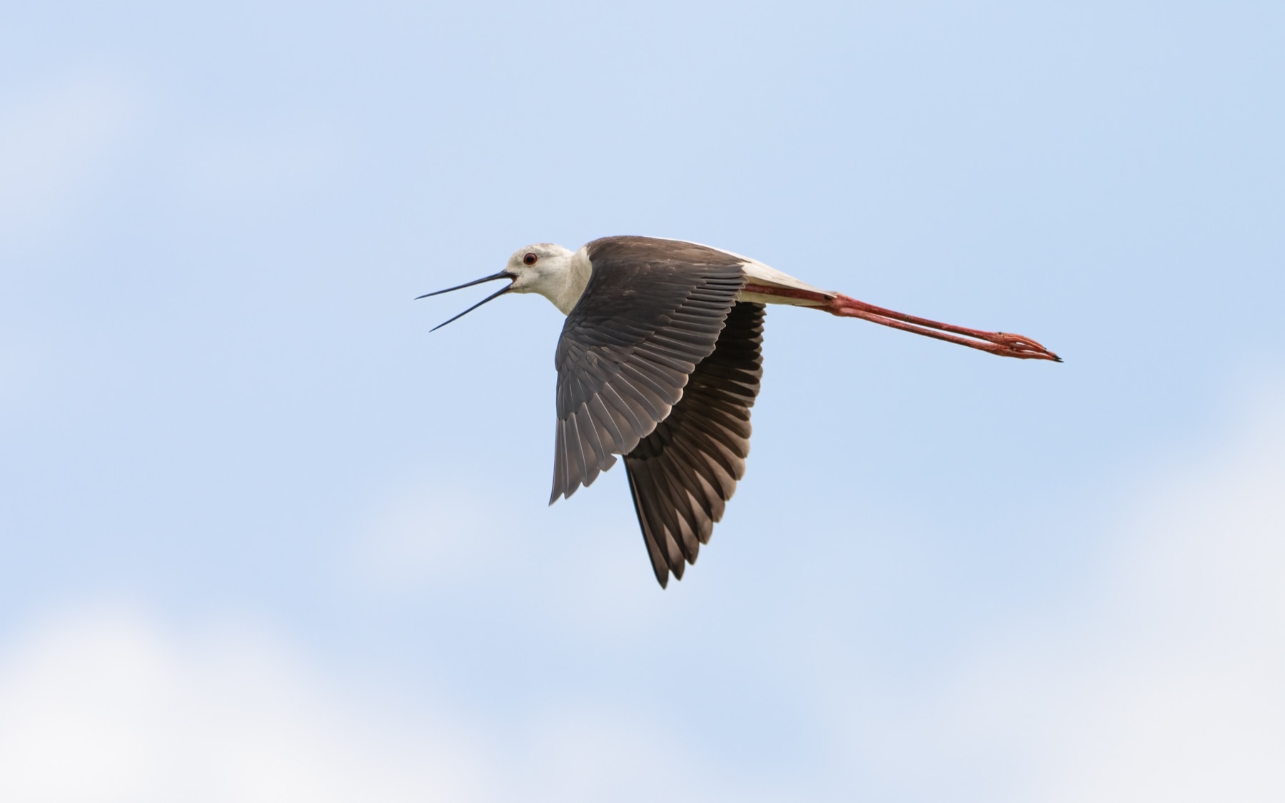 Birds photograph — Steltkluut - Black Winged Stilt — naturephotography.art