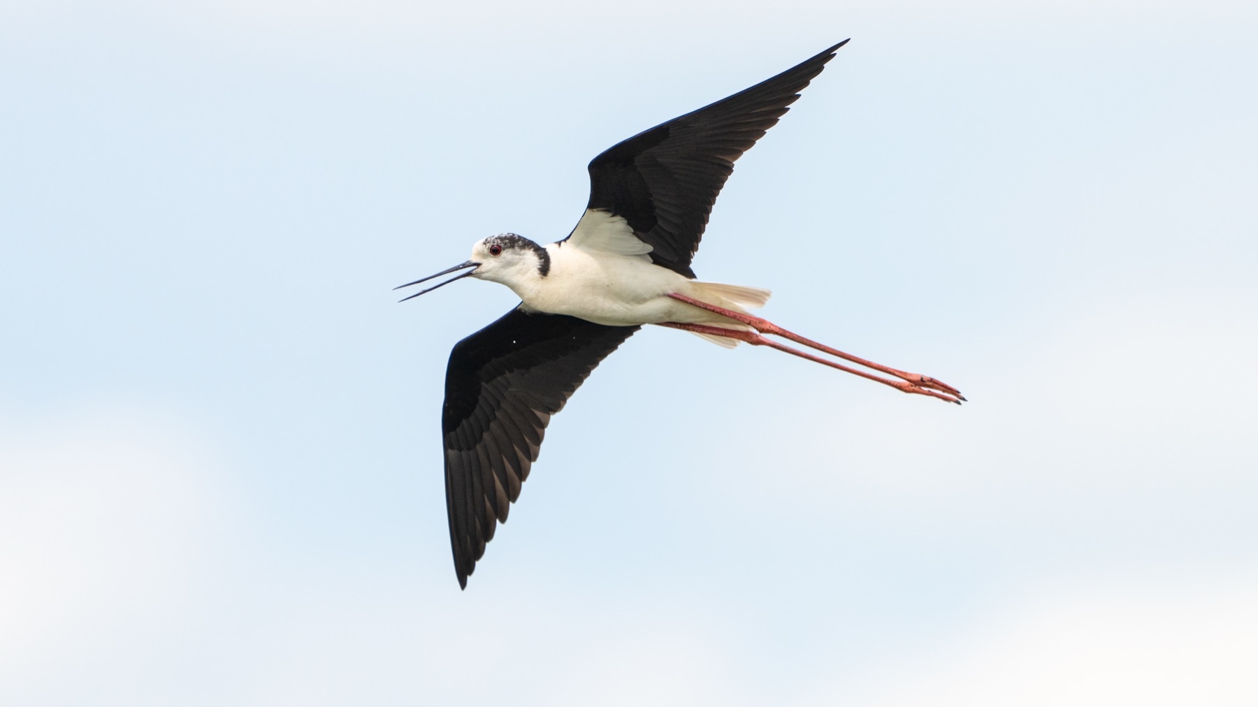 Birds photograph — Steltkluut - Black Winged Stilt — naturephotography.art