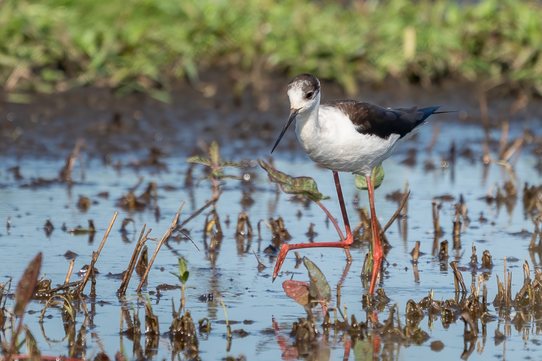 Birds photograph — Steltkluut - Black Winged Stilt — naturephotography.art