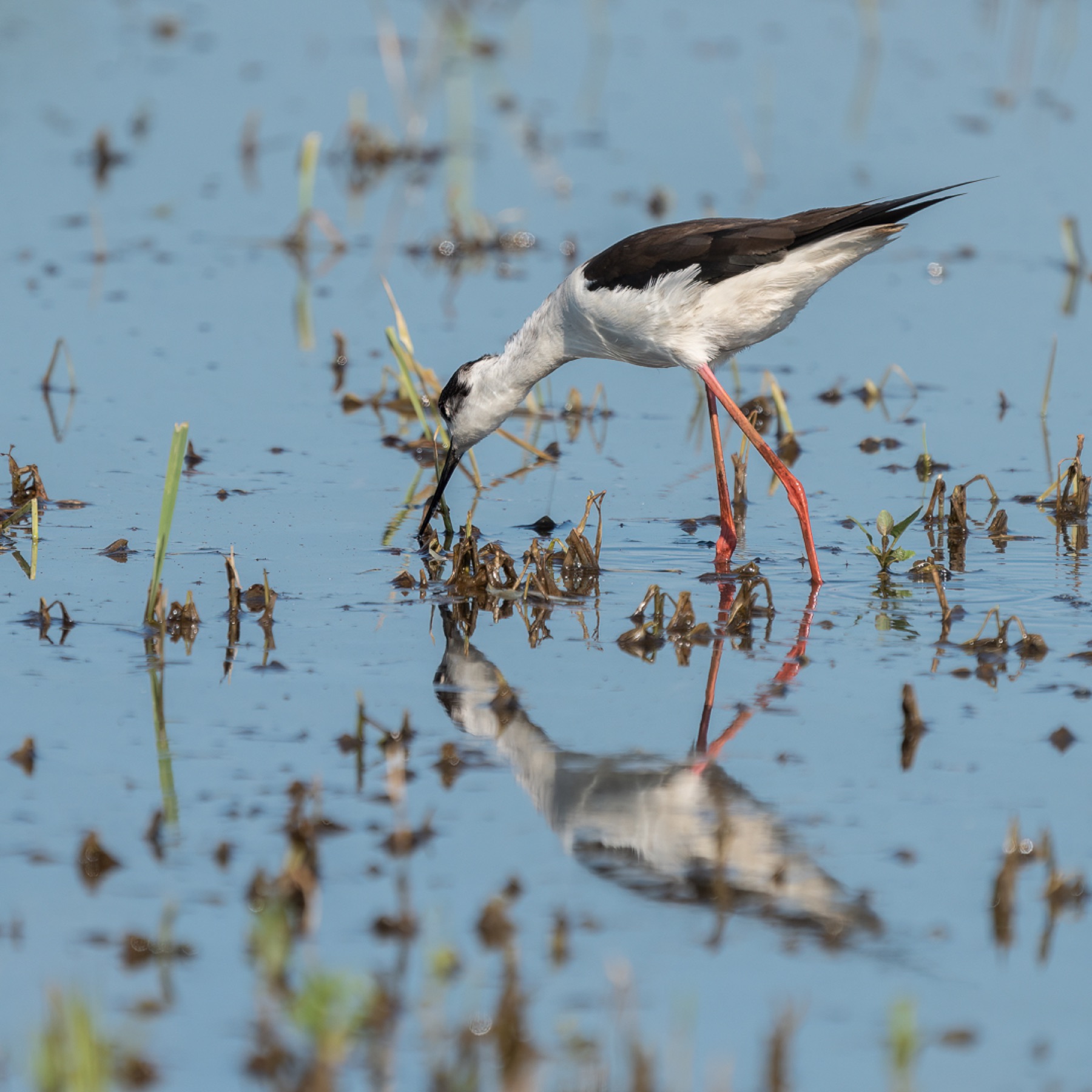 Black-winged Stilt photographed by Dragos Varnav