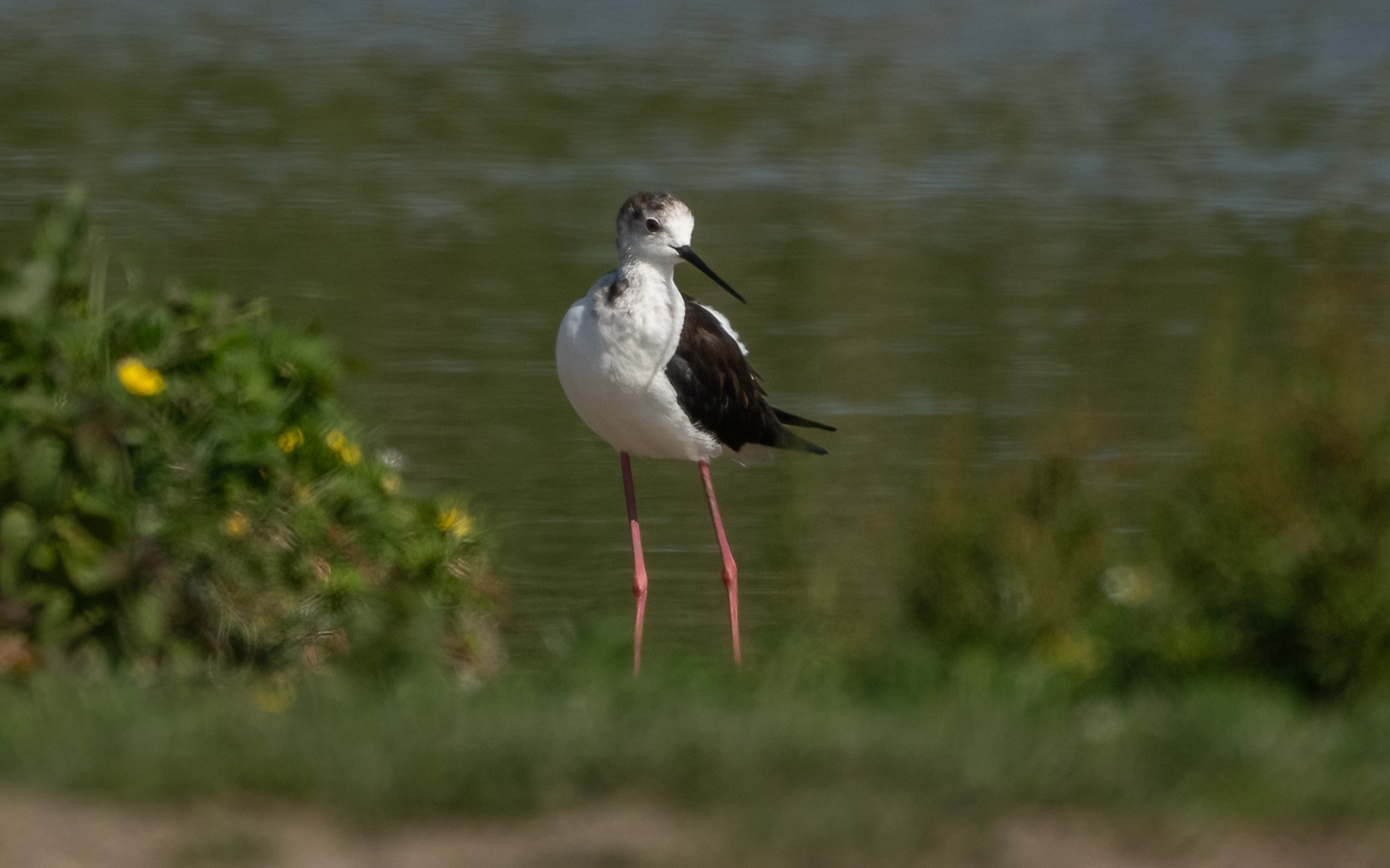 Birds photograph — Steltkluut - Black Winged Stilt — naturephotography.art
