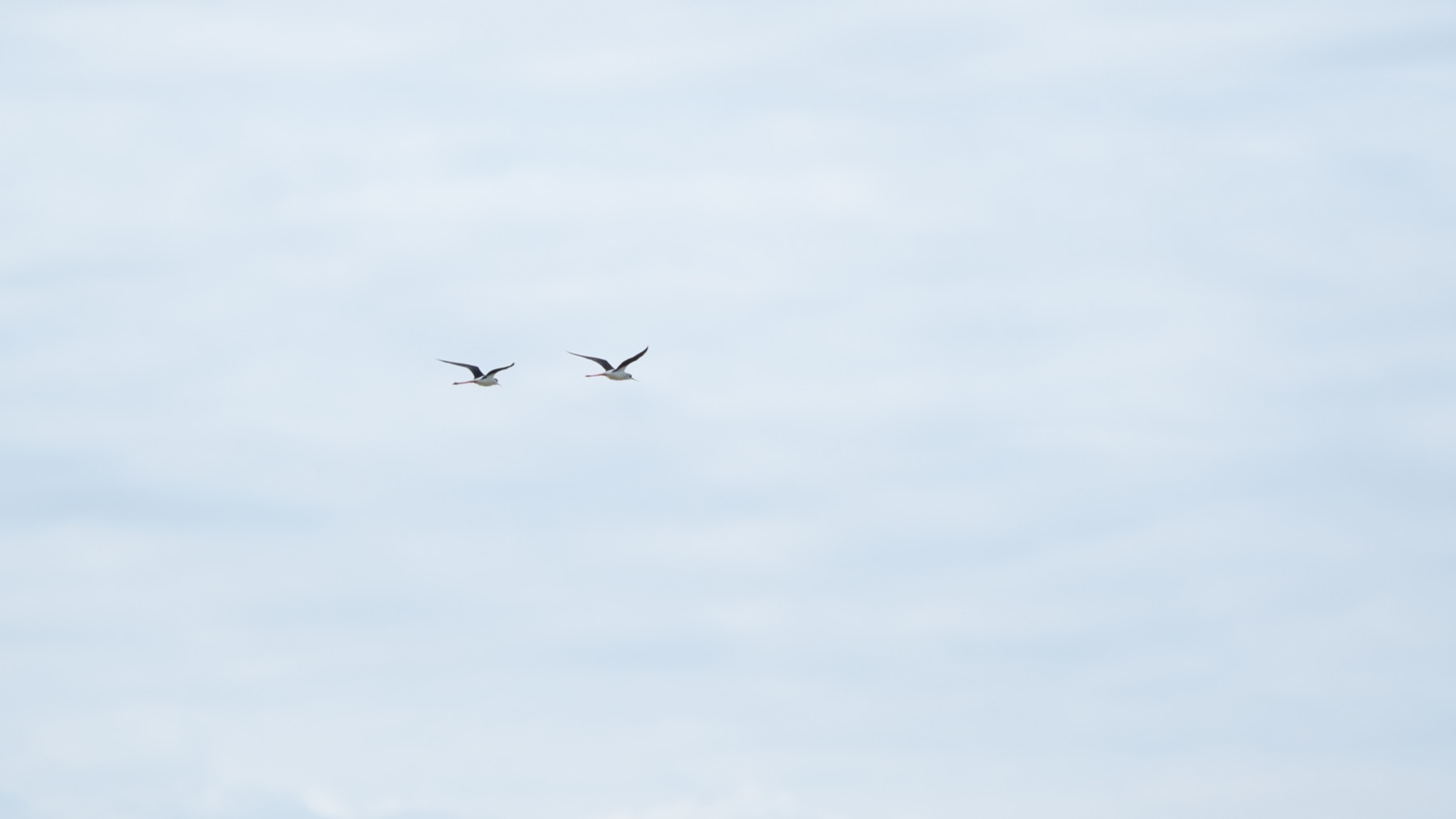 Birds photograph — Steltkluut - Black Winged Stilt — naturephotography.art