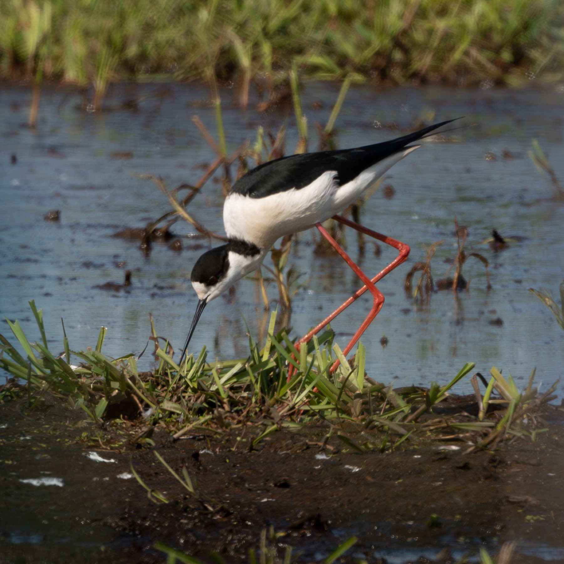 Birds photograph — Steltkluut - Black Winged Stilt — naturephotography.art