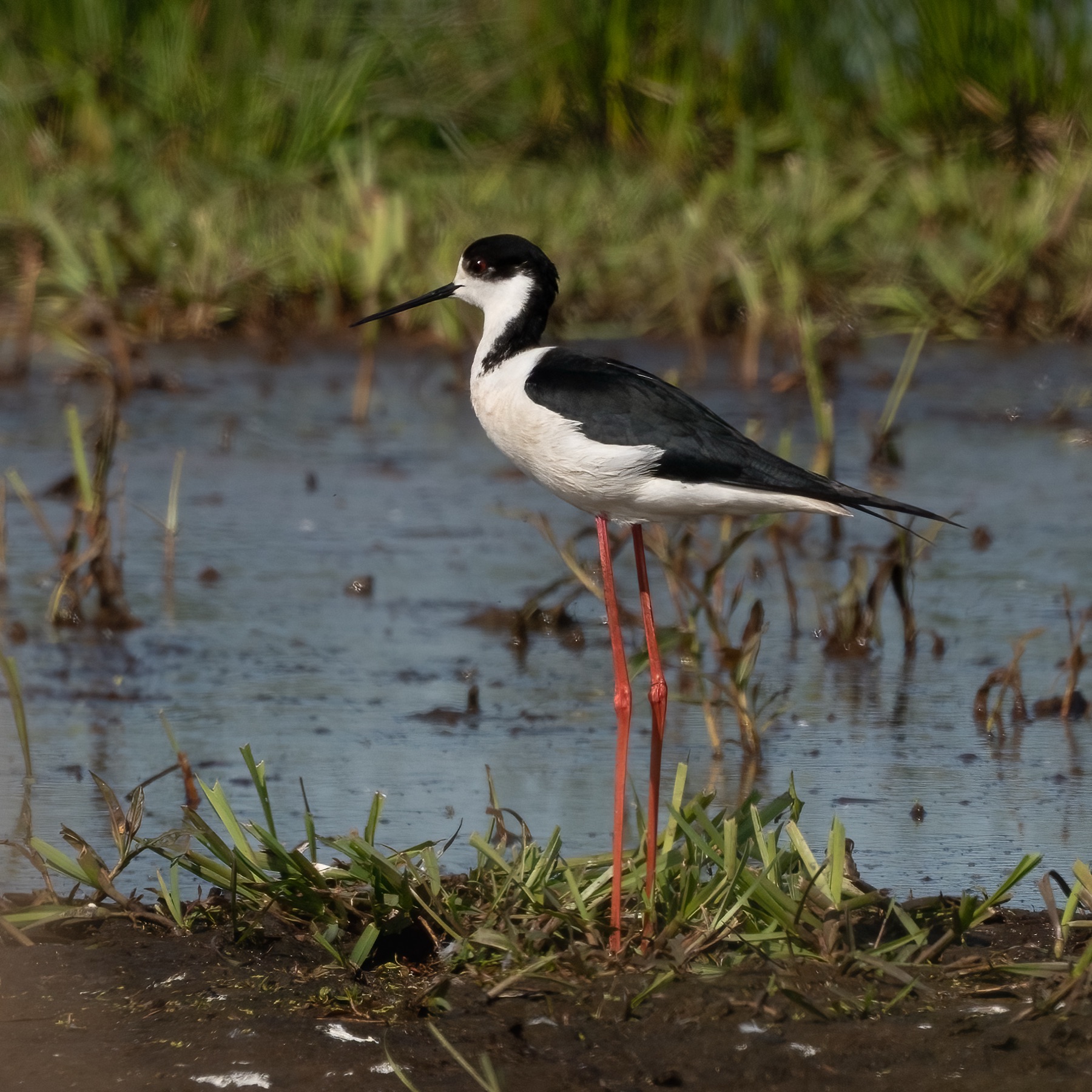 Birds photograph — Steltkluut - Black Winged Stilt — naturephotography.art