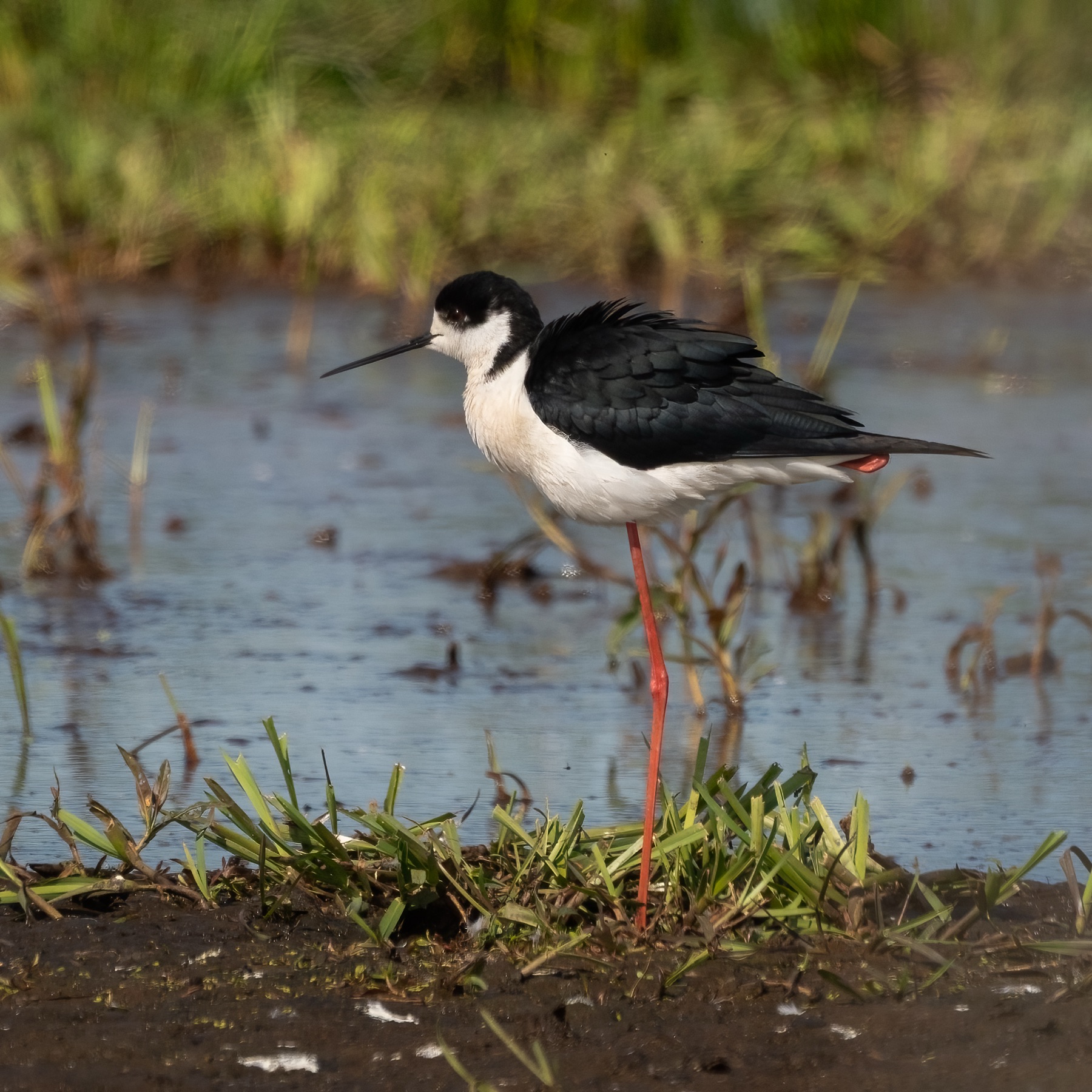 Birds photograph — Steltkluut - Black Winged Stilt — naturephotography.art