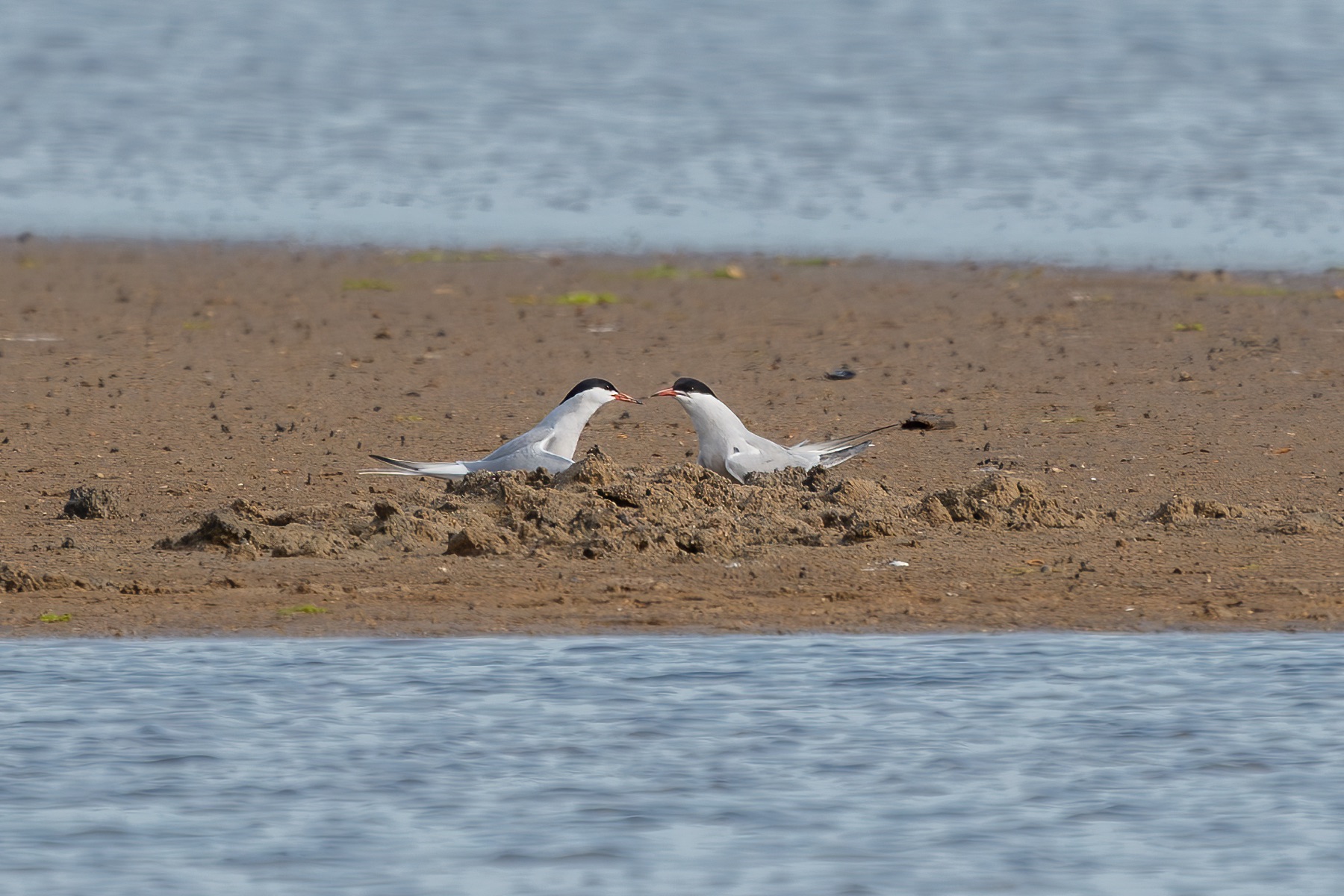 Birds photograph — Visdief/Common tern — naturephotography.art