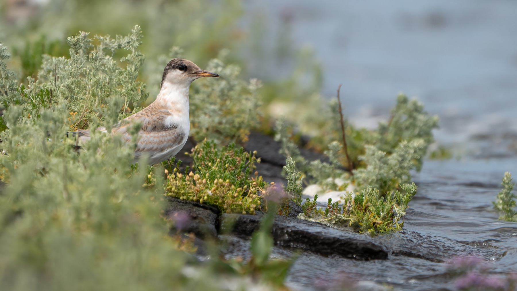Birds photograph — Visdief/Common tern — naturephotography.art