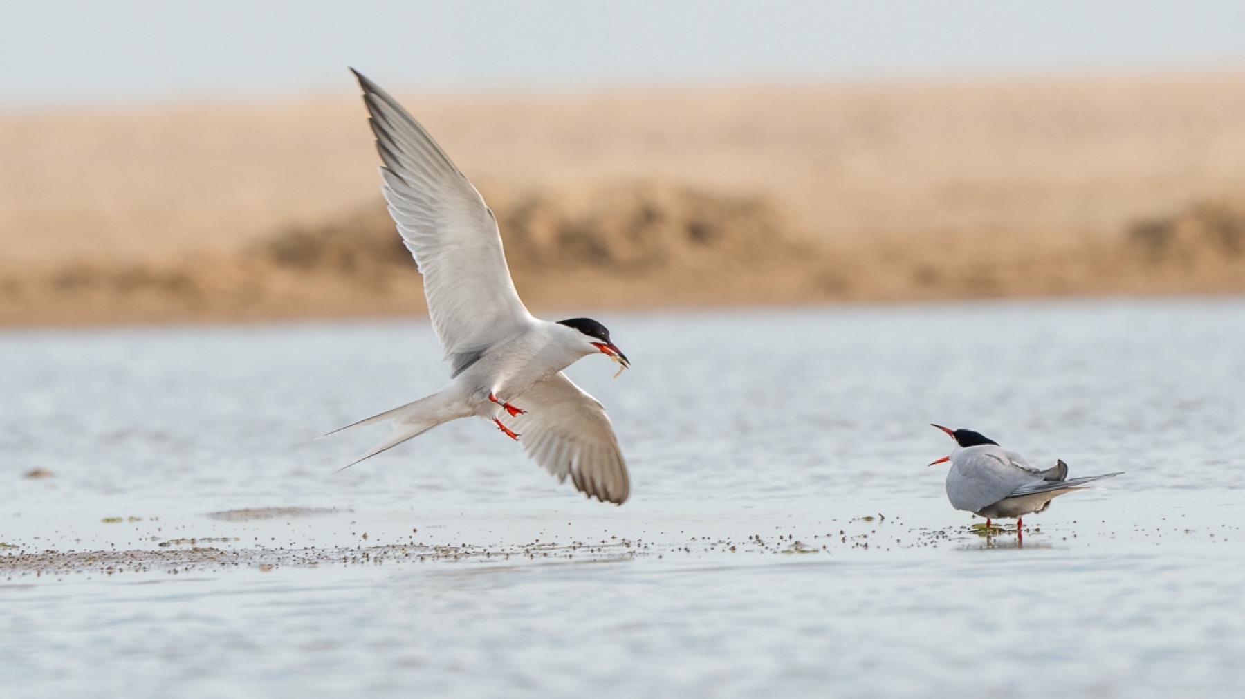 Birds photograph — Visdief/Common tern — naturephotography.art