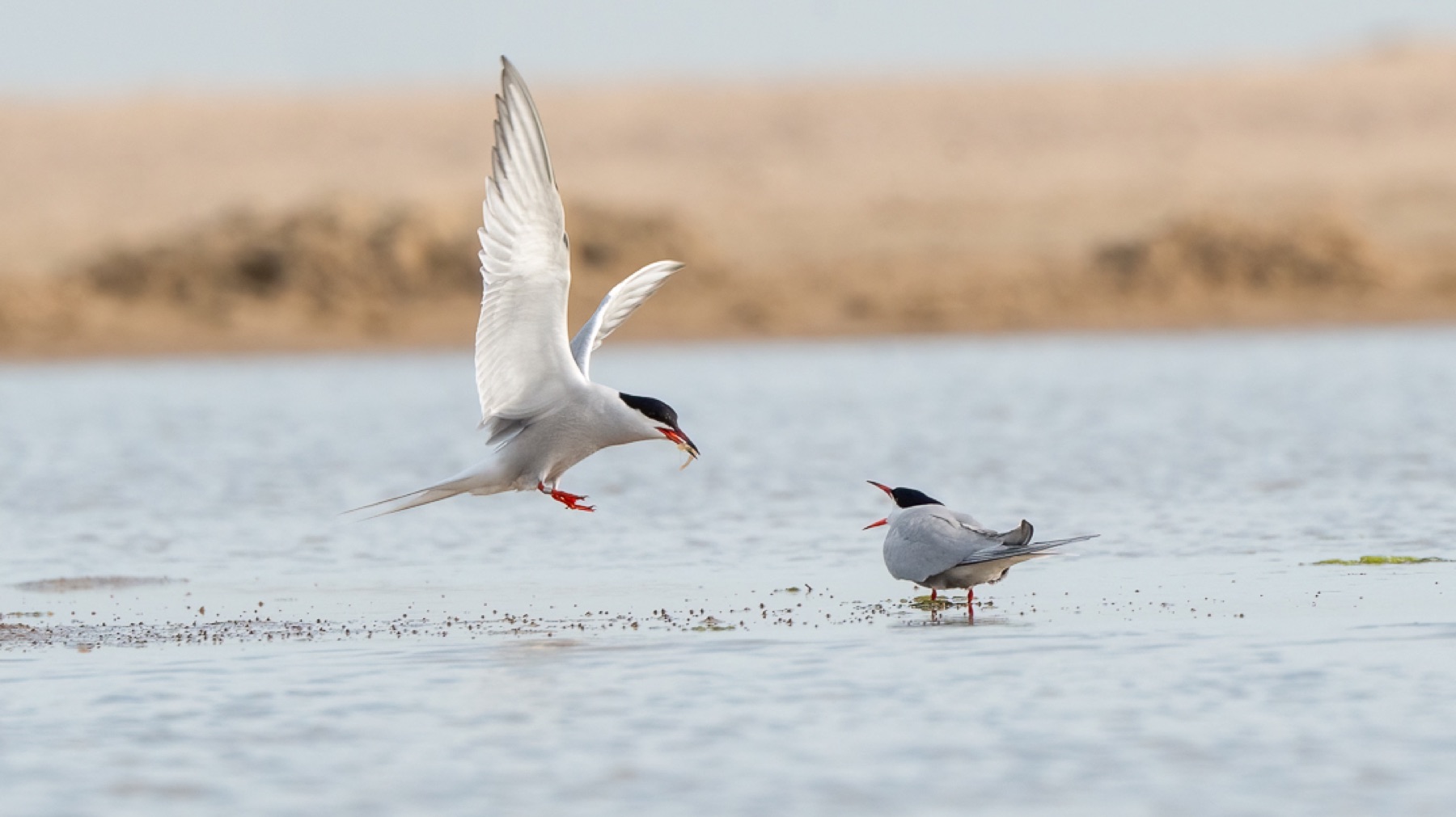 Birds photograph — Visdief/Common tern — naturephotography.art